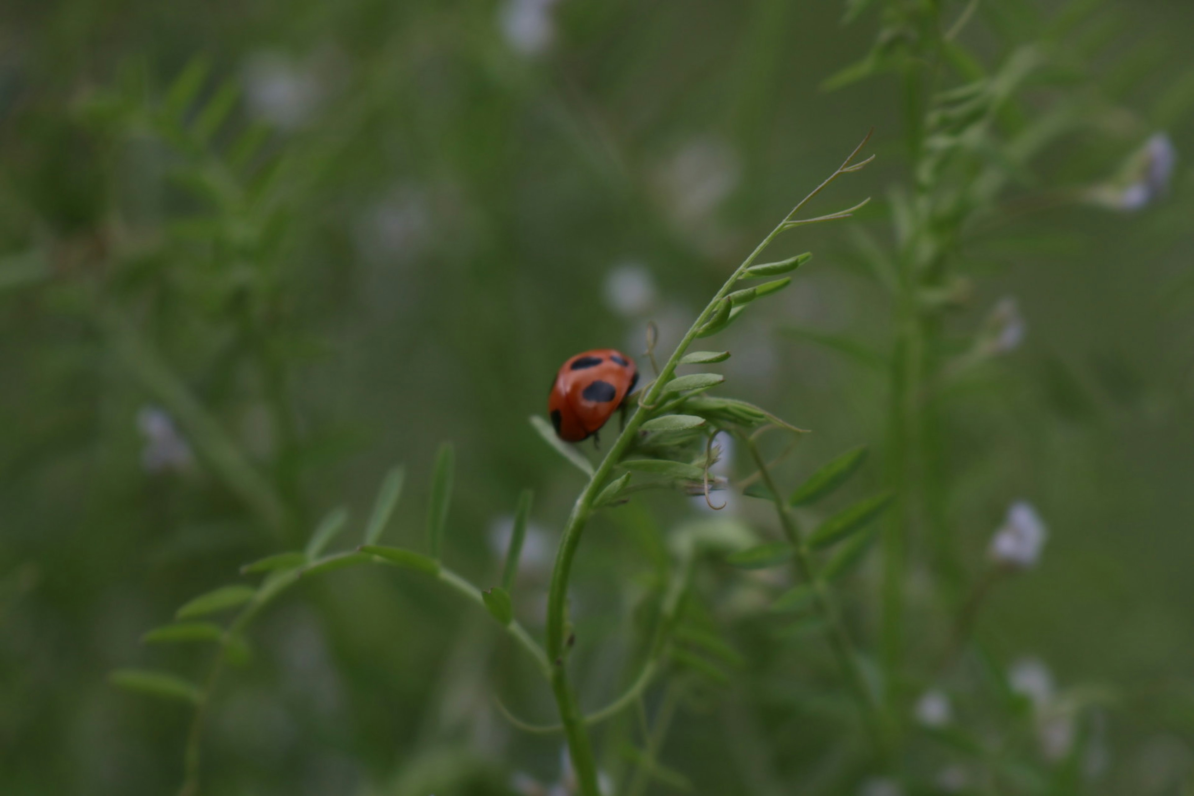 Close-up kumbang di atas daun hijau