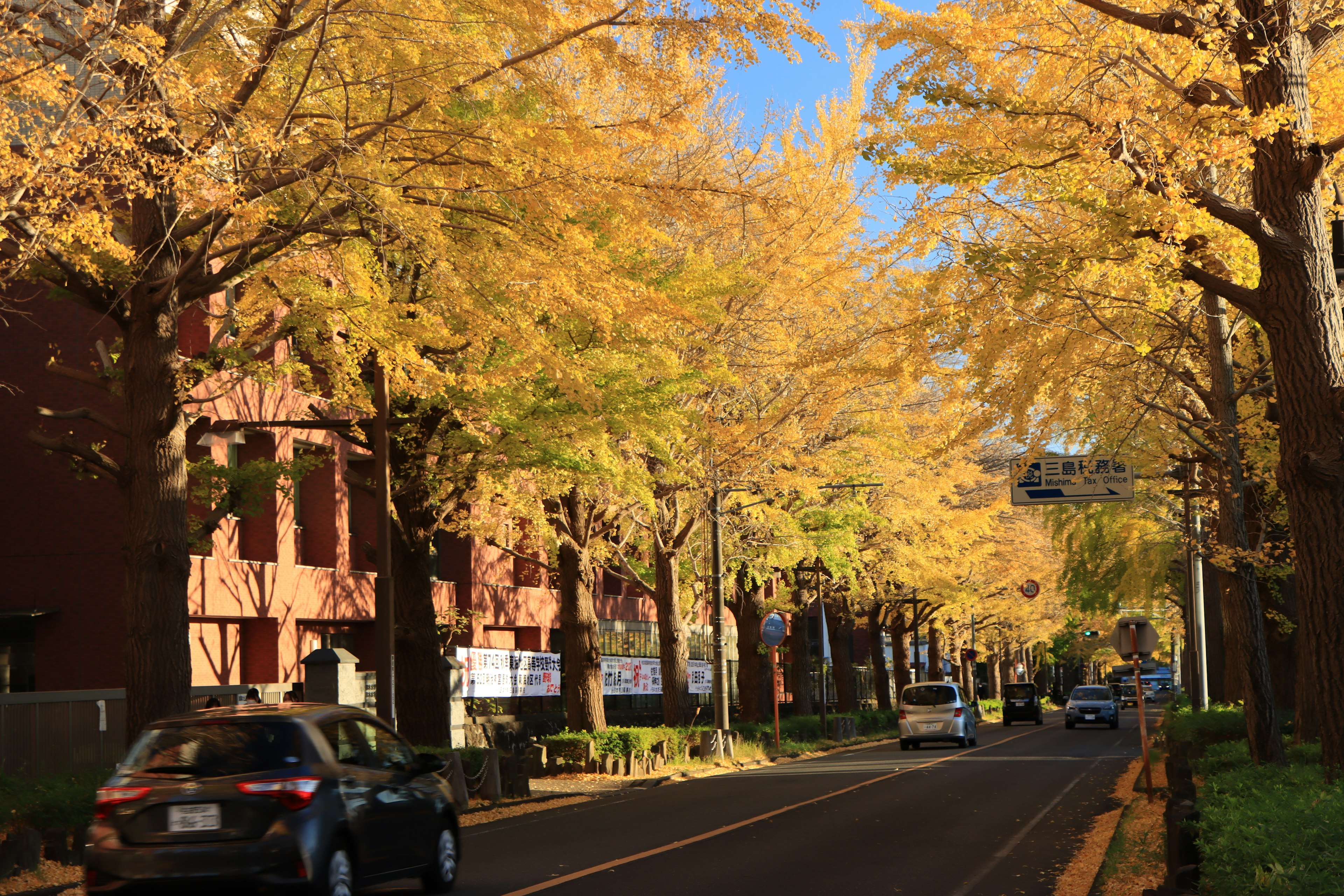 Rue bordée d'arbres avec des feuilles jaunes vibrantes et un ciel bleu clair