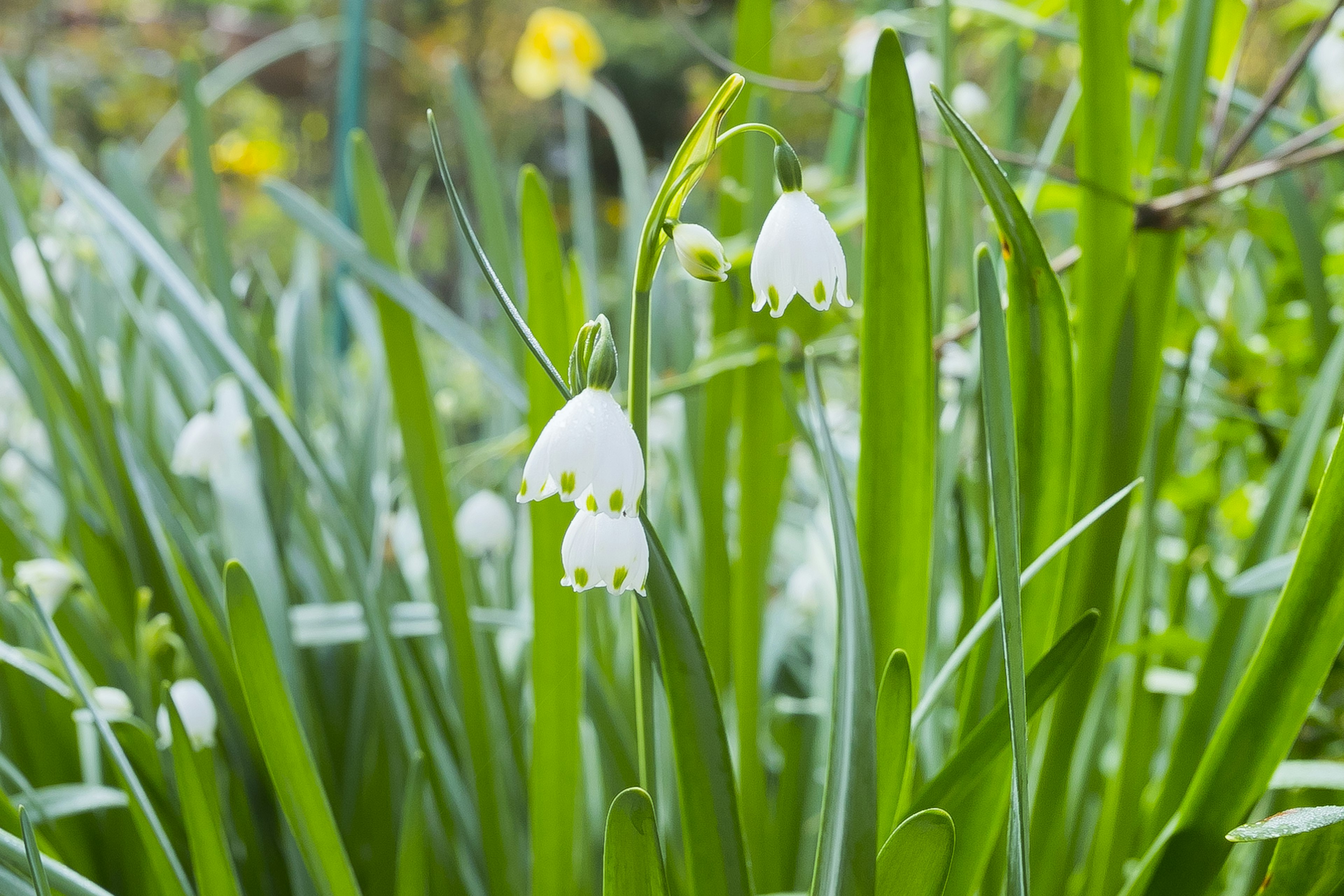 Bunga snowdrop putih muncul di antara daun hijau