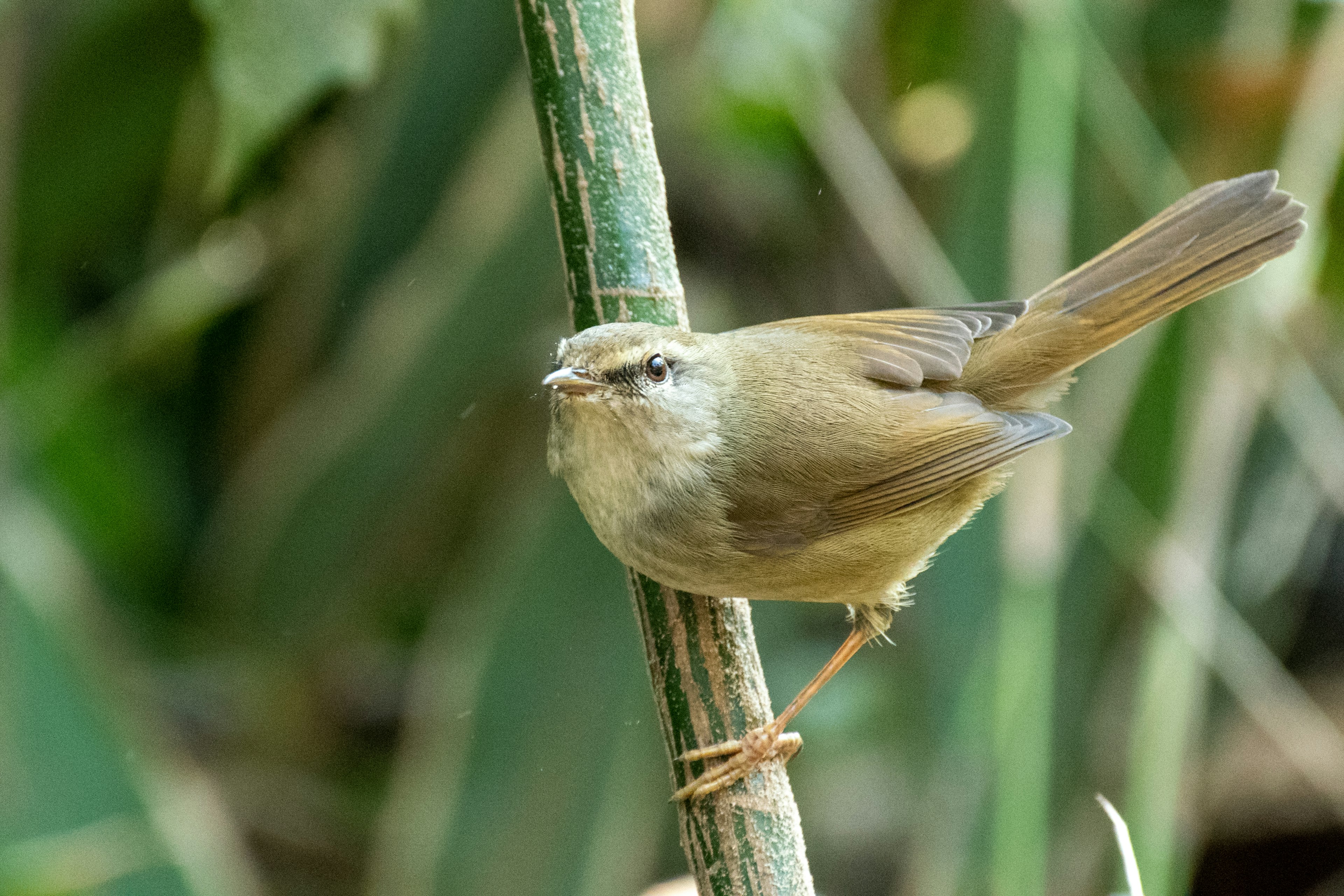 小さな茶色の鳥が竹の茎に止まっている