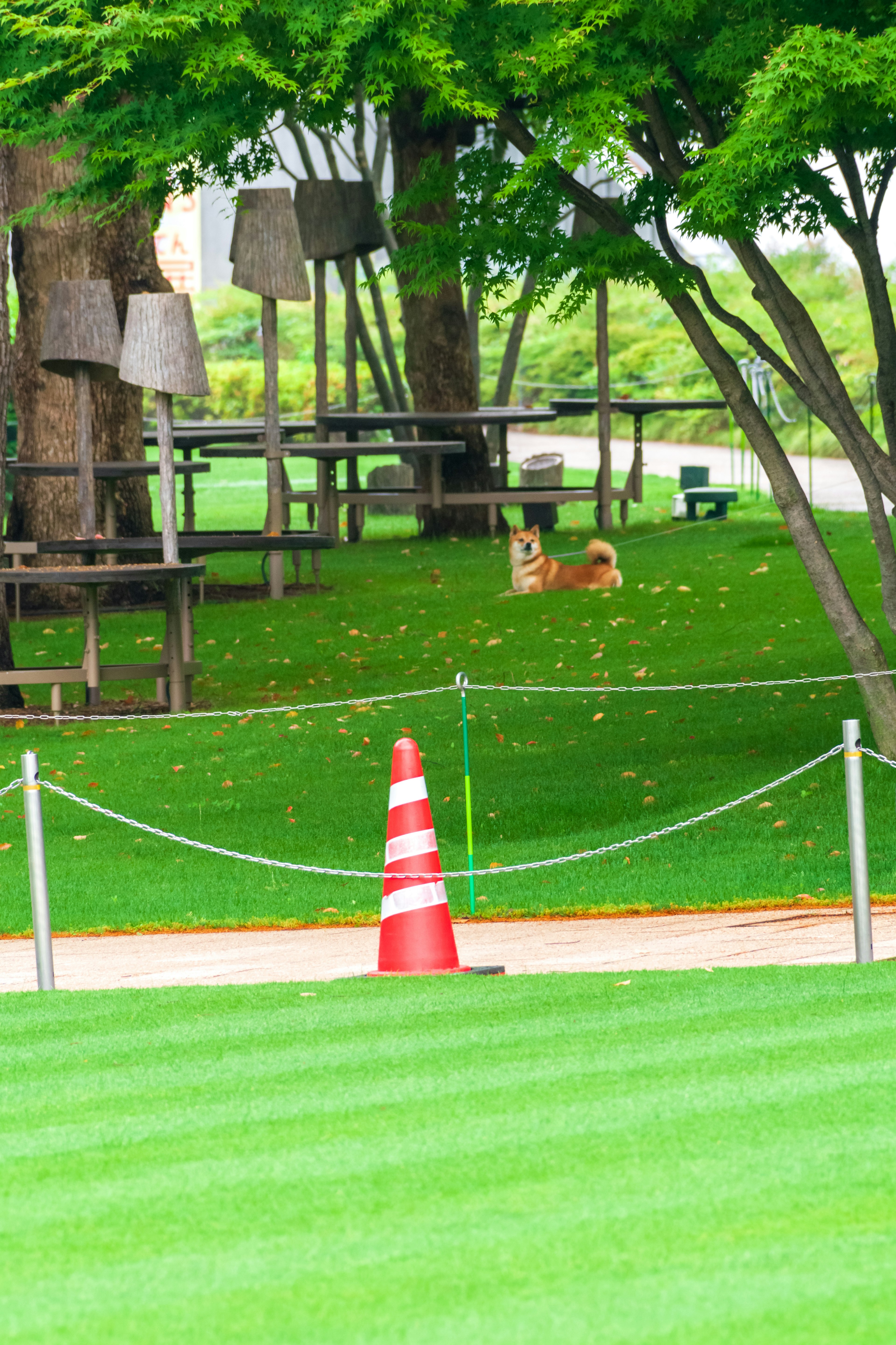 A park scene with green grass and a red cone a dog visible in the distance