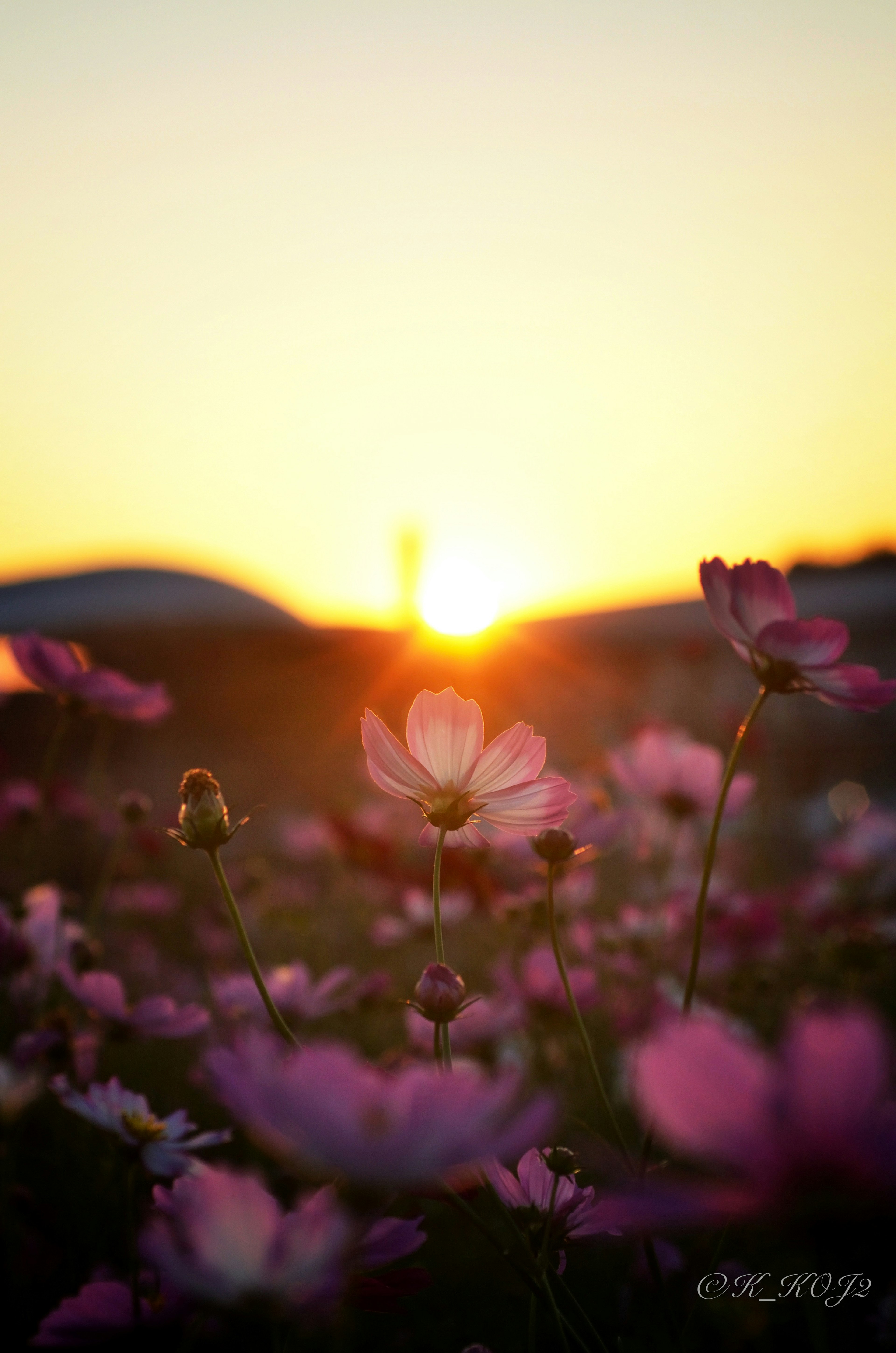 Flores de cosmos bañadas en la luz del atardecer