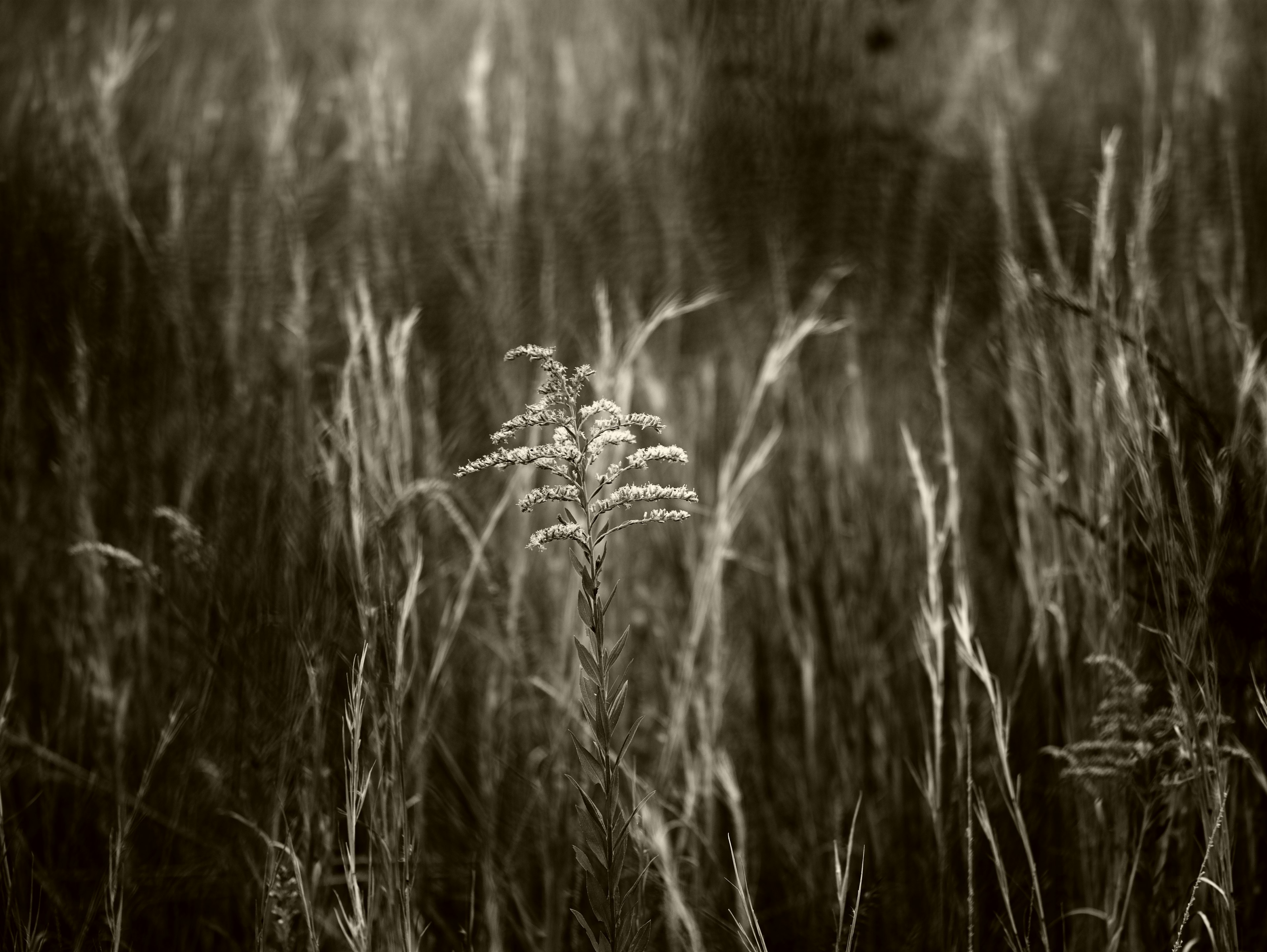 Une seule épi d'herbe se tenant dans un champ en noir et blanc