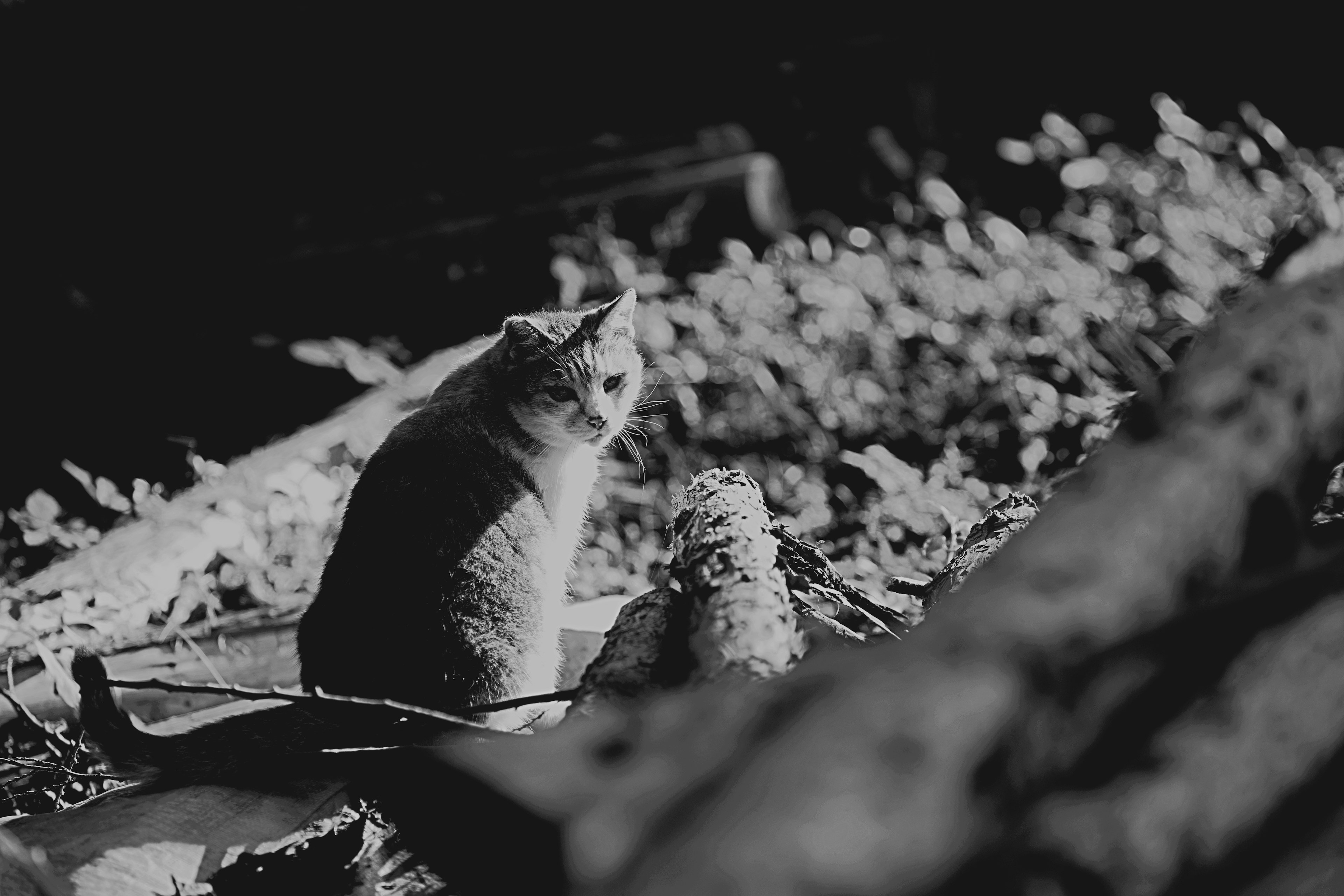 モノクロの背景で座っている猫とフクロウの画像