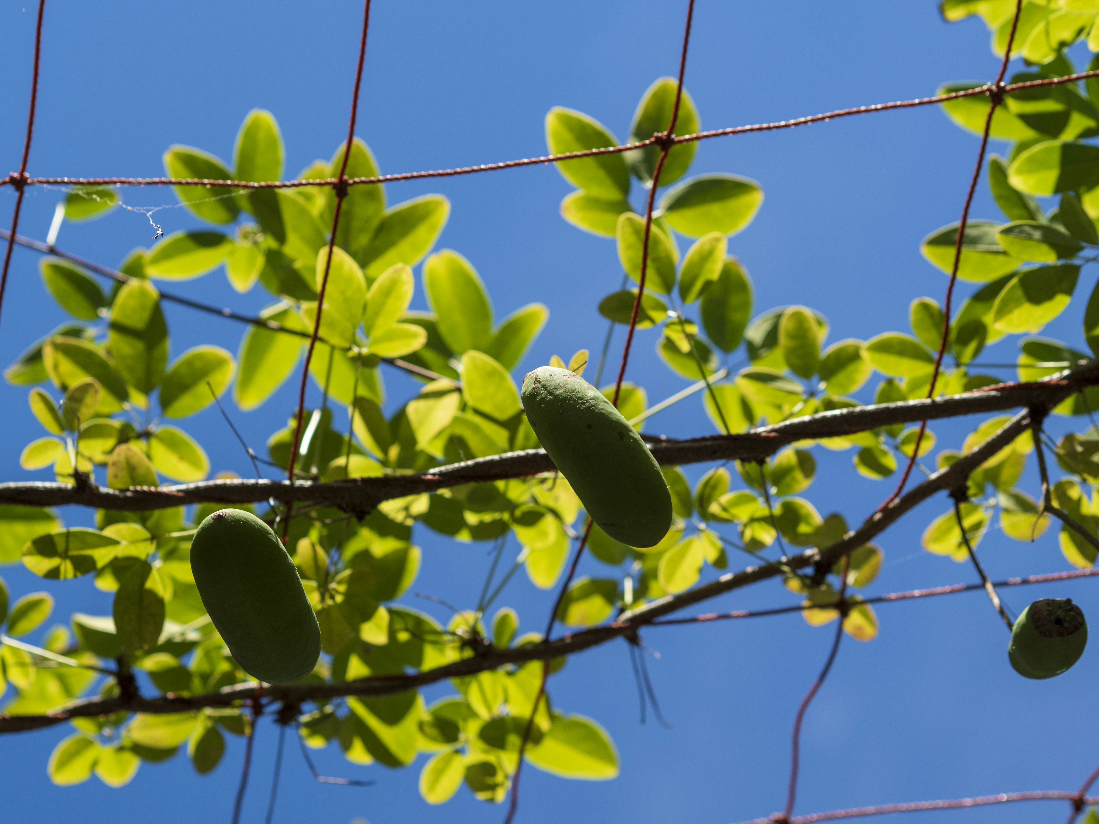 Branch with green leaves and fruits under a blue sky