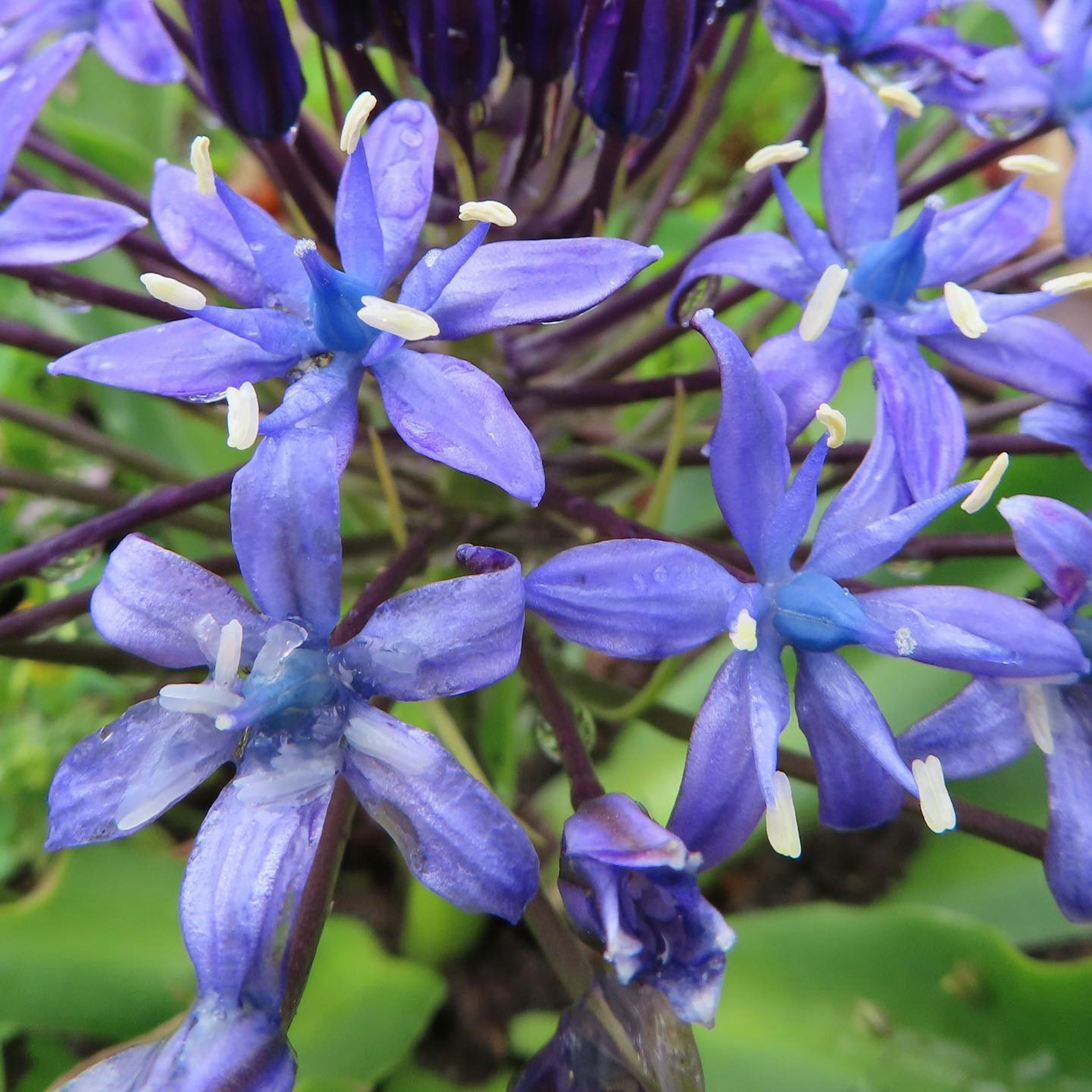 Primo piano di una pianta con fiori viola