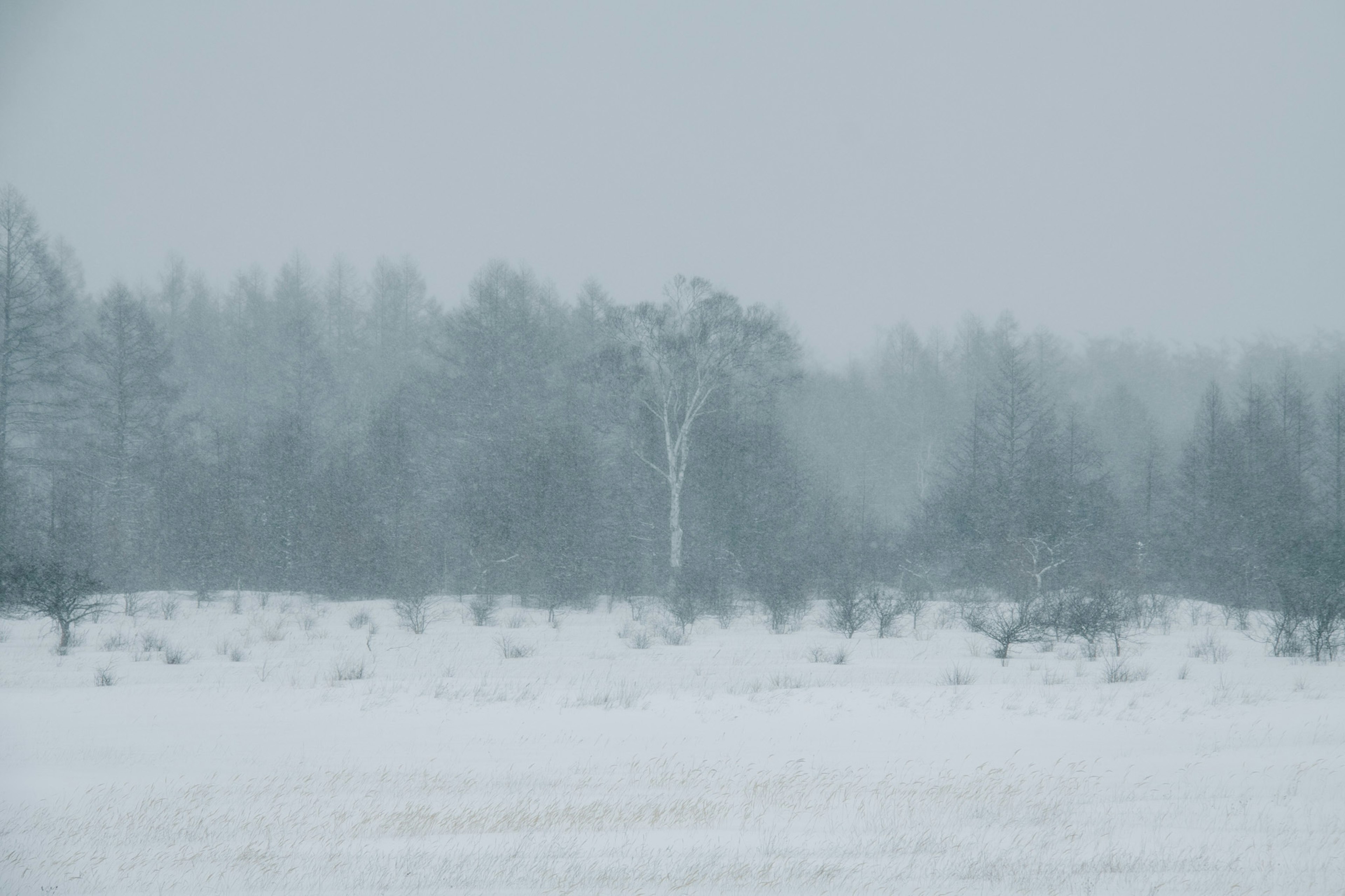 雪に覆われた風景に立つ白い木が薄い霧の中に見える