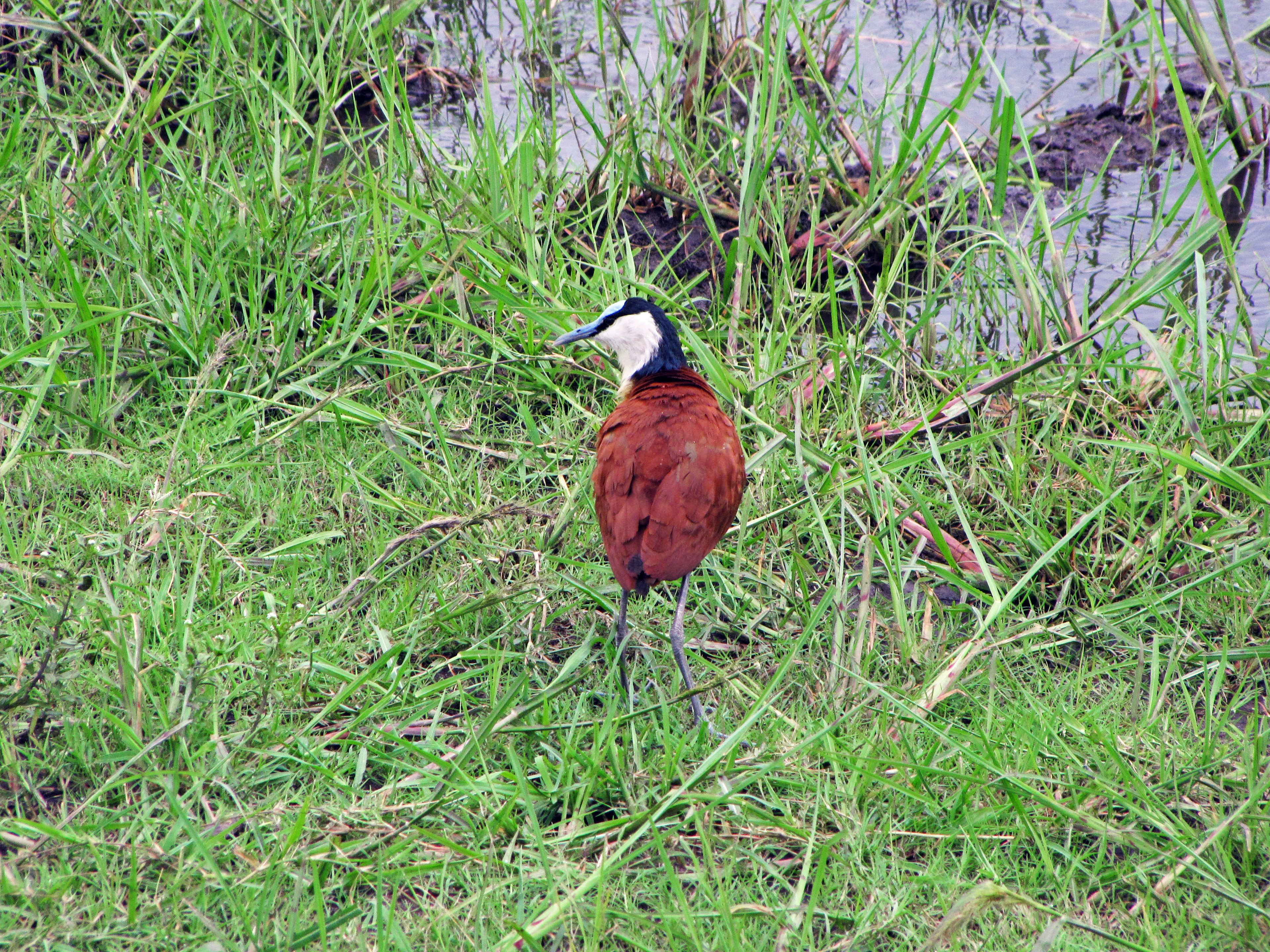 Burung coklat berdiri di lahan basah dengan kepala hitam dan wajah putih