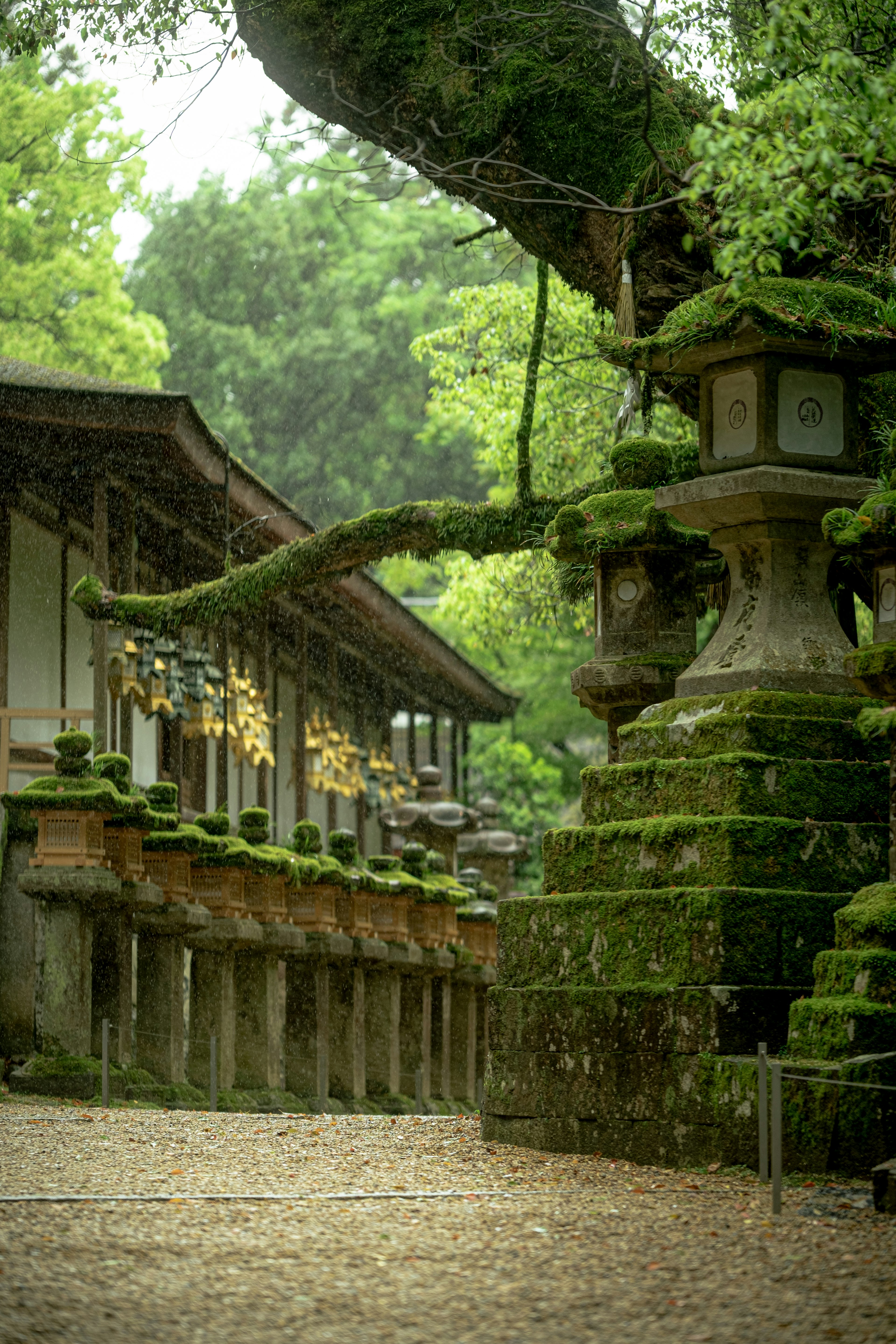 緑に覆われた灯籠と古い建物が並ぶ静かな風景