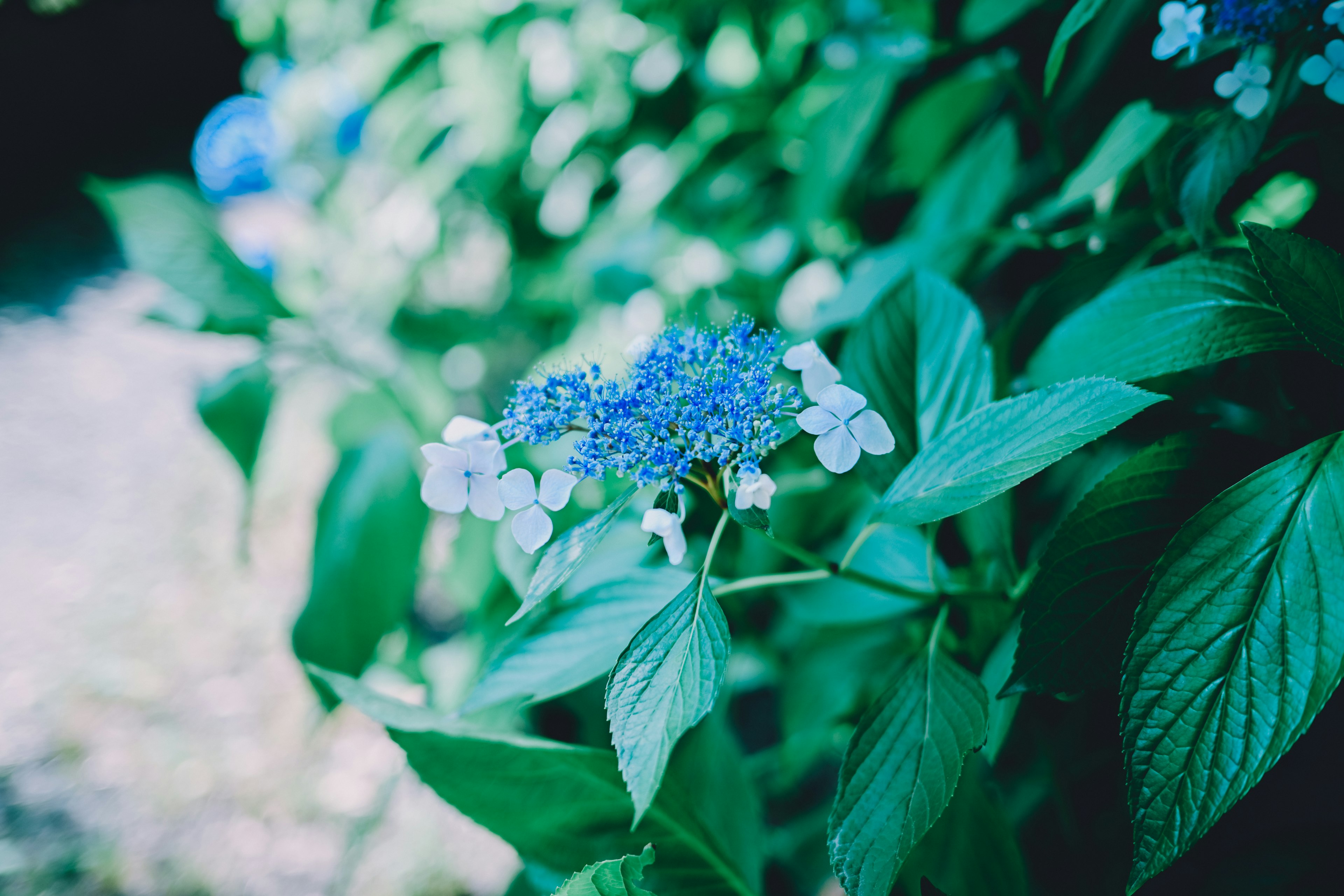 A close-up of blue flowers surrounded by lush green leaves