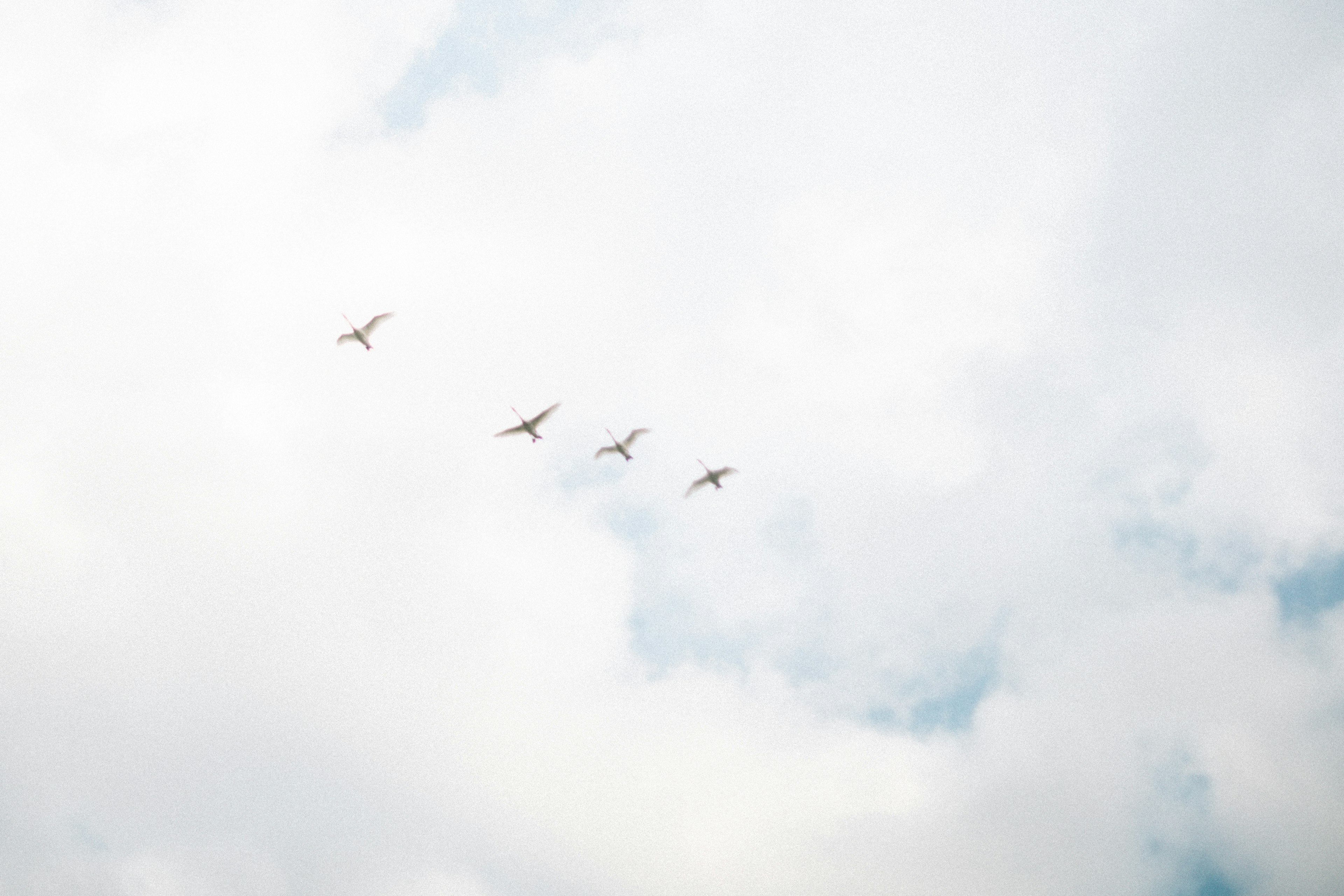 A flock of birds flying in the sky among clouds