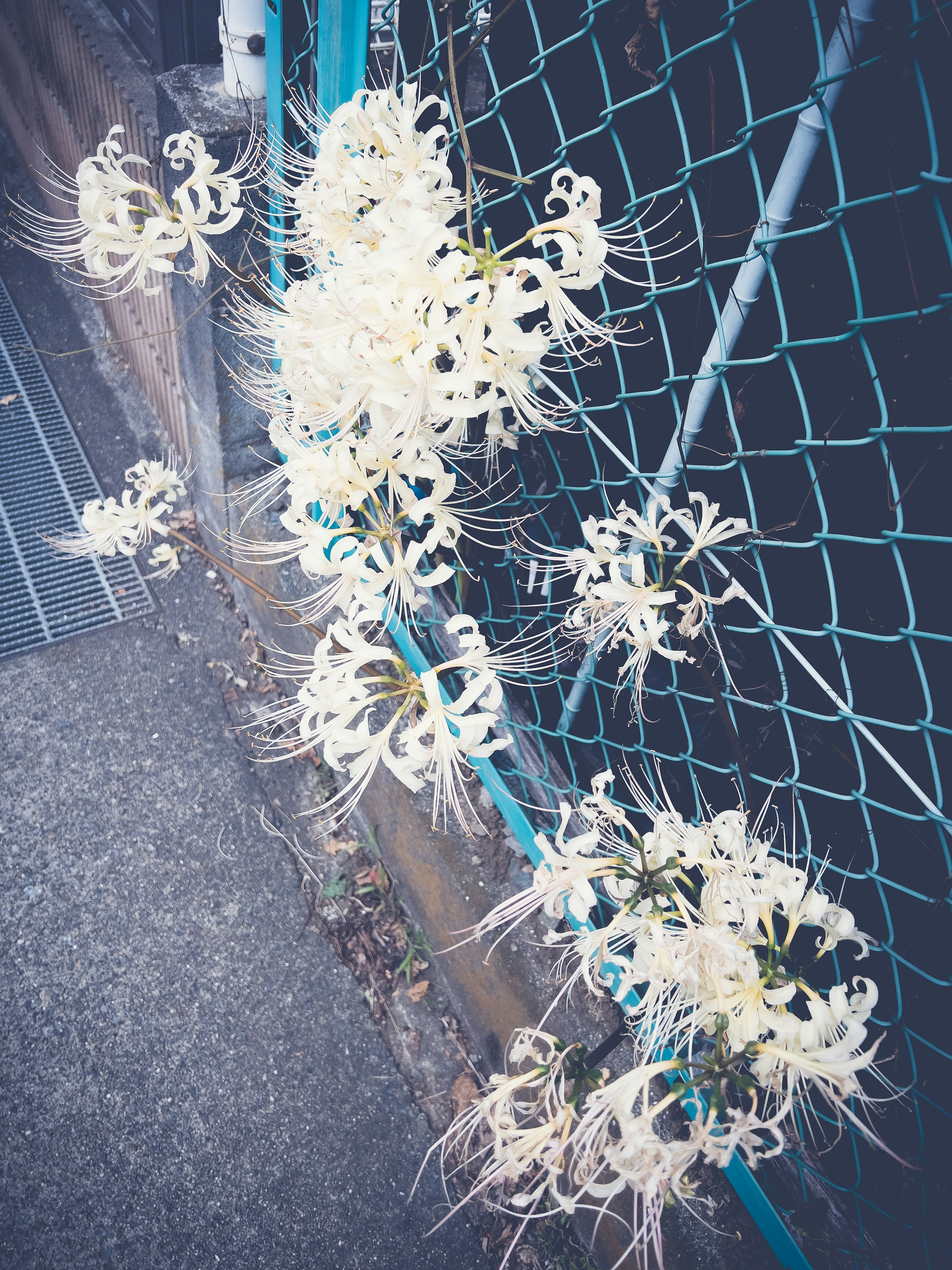 Fleurs blanches enroulées sur une clôture