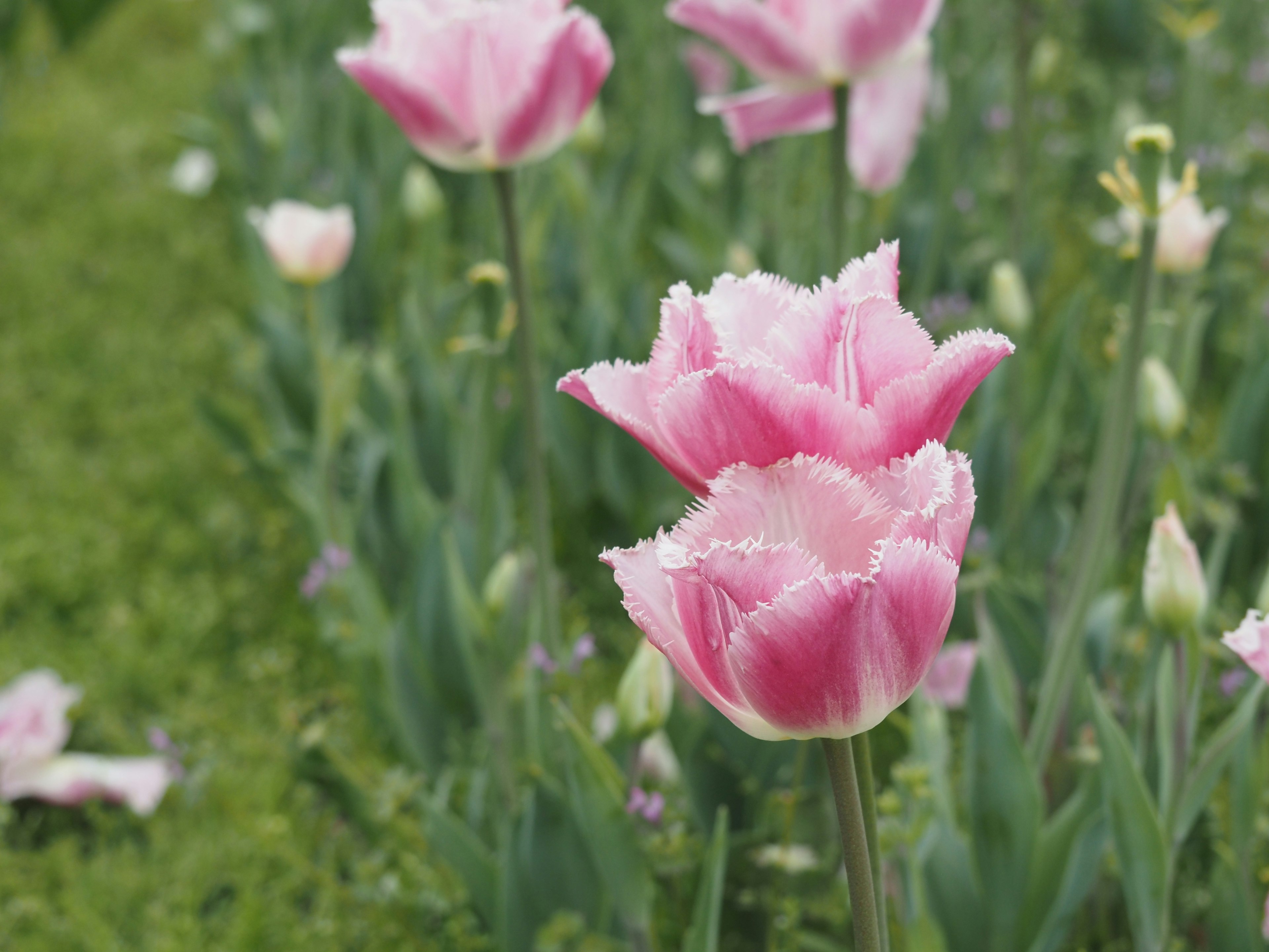 Un champ de tulipes roses fleurissant au milieu d'une herbe verte luxuriante