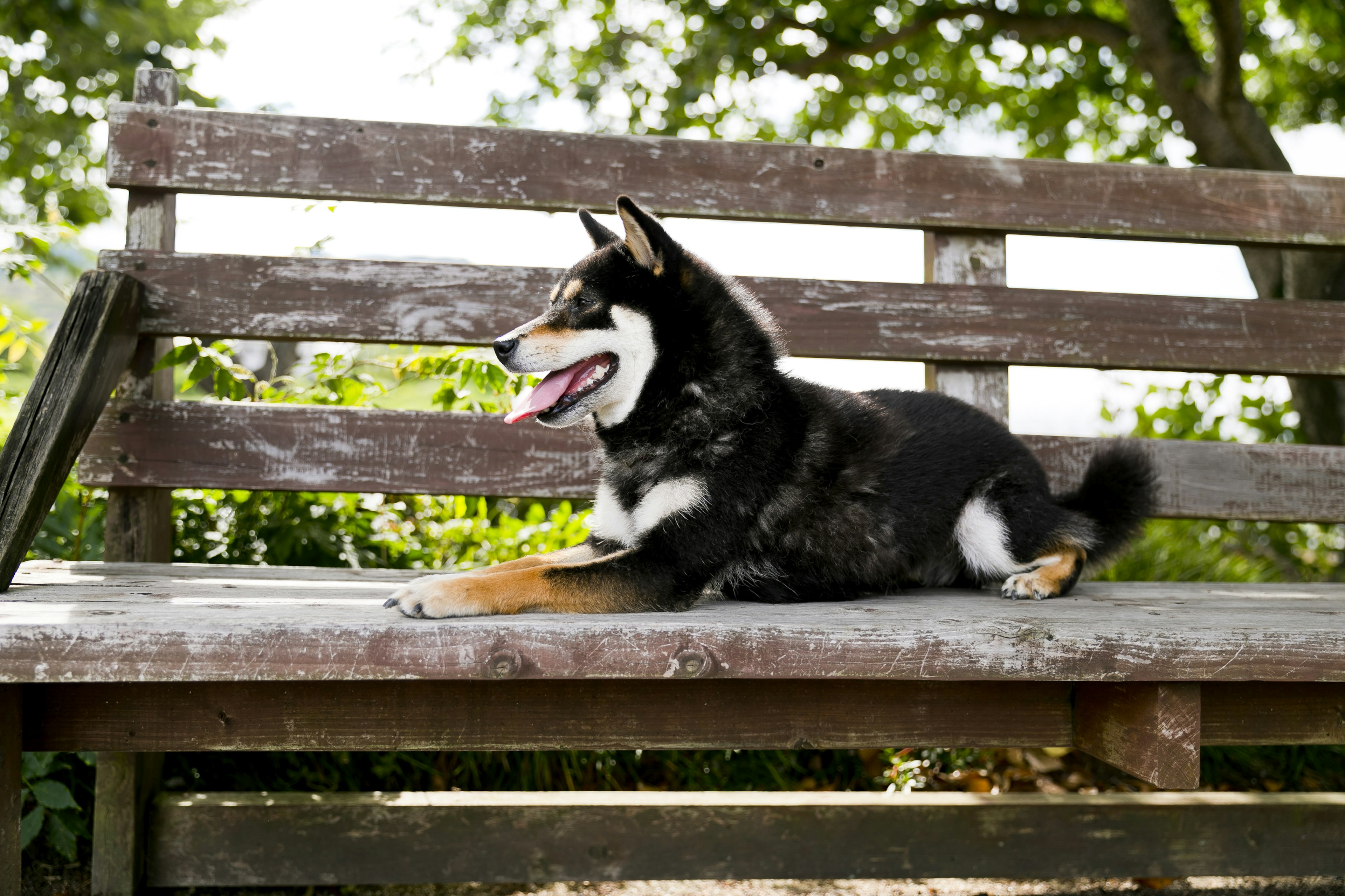 Black dog lying on a wooden bench in a park