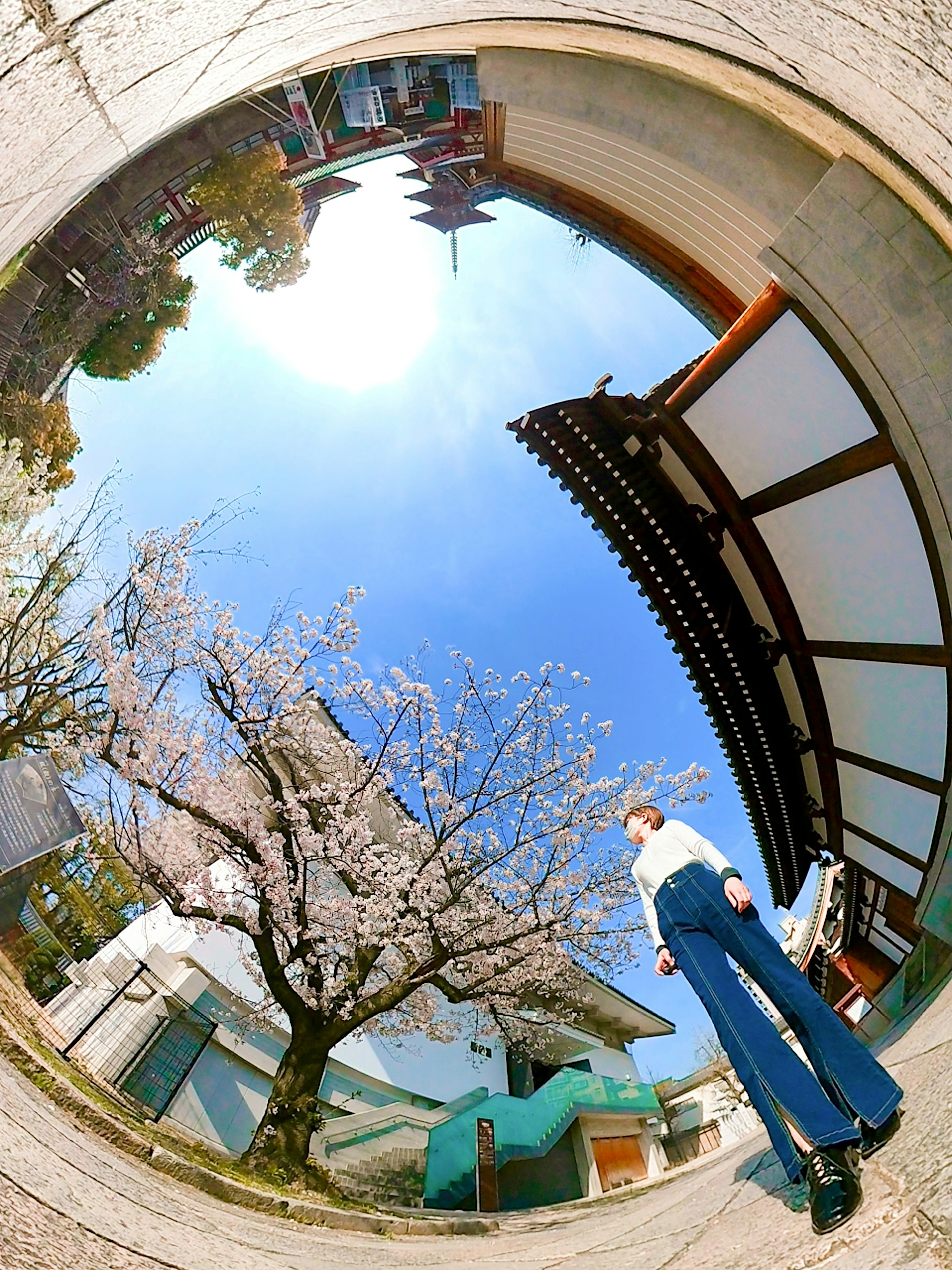 Vista panoramica con un albero di ciliegio e architettura tradizionale