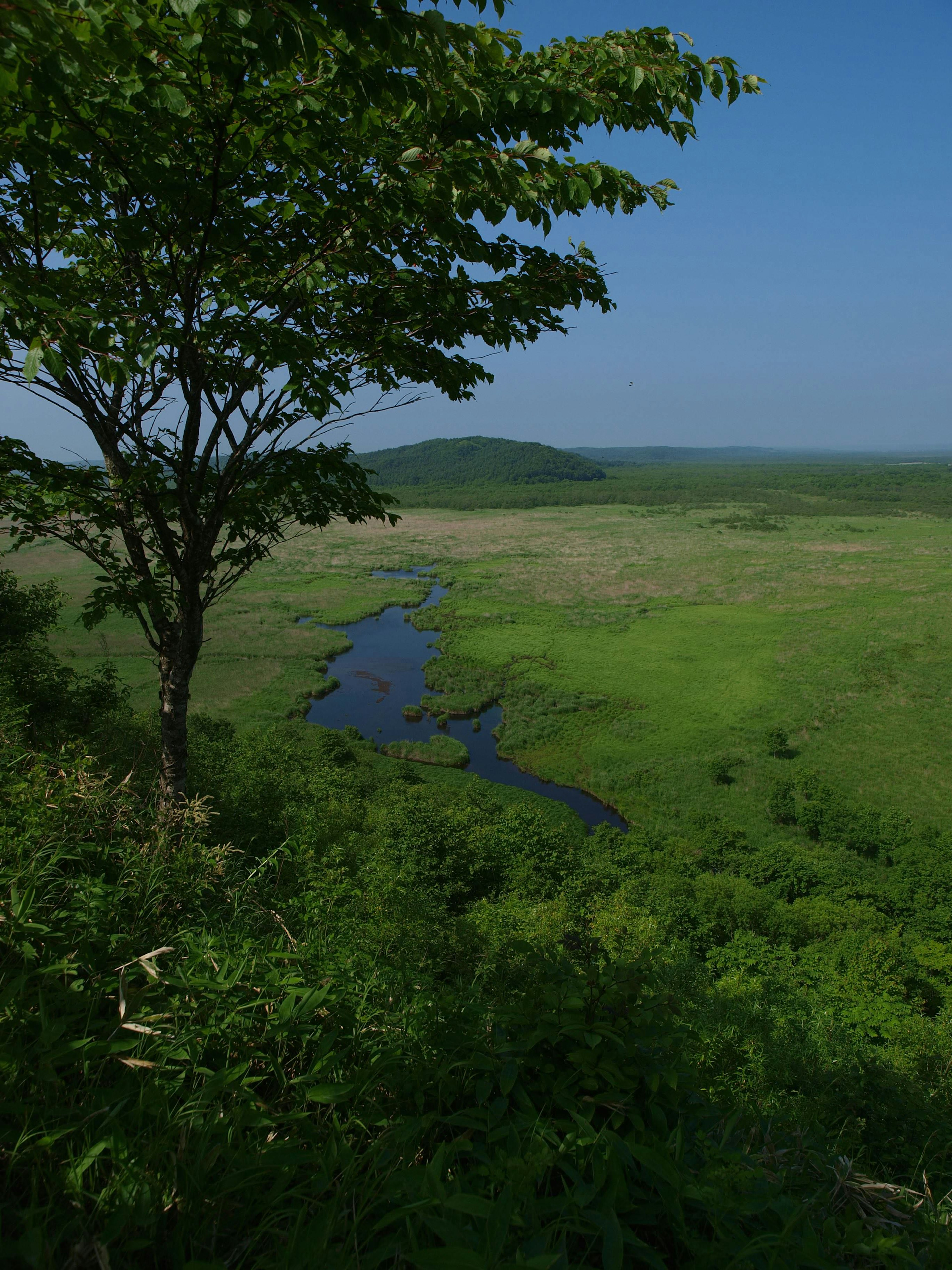 Paisaje verde con un río sinuoso y la silueta de un árbol bajo un cielo azul