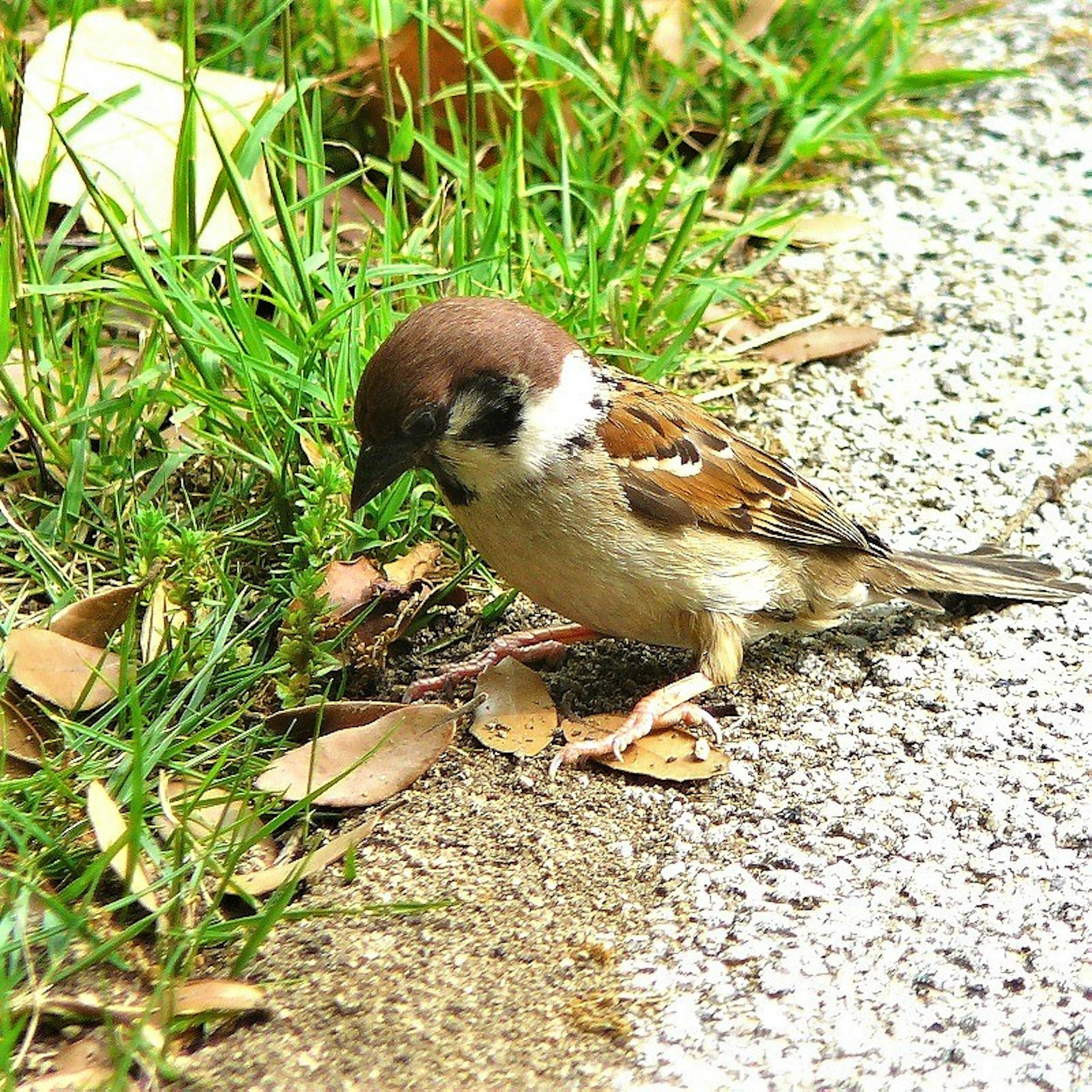 Ein kleiner Spatz sucht am Boden nach Nahrung