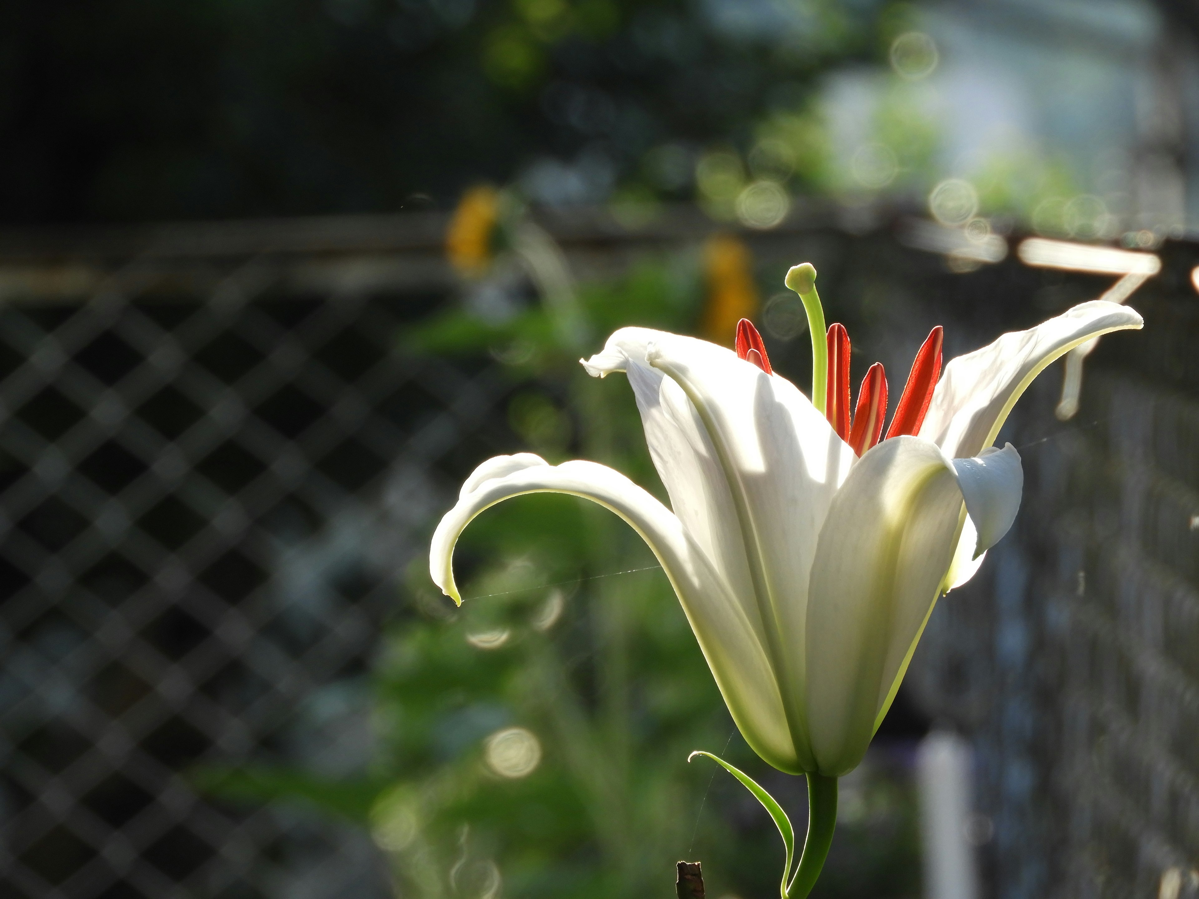 白色百合花，鲜艳的橙色花蕊，背景模糊的绿色