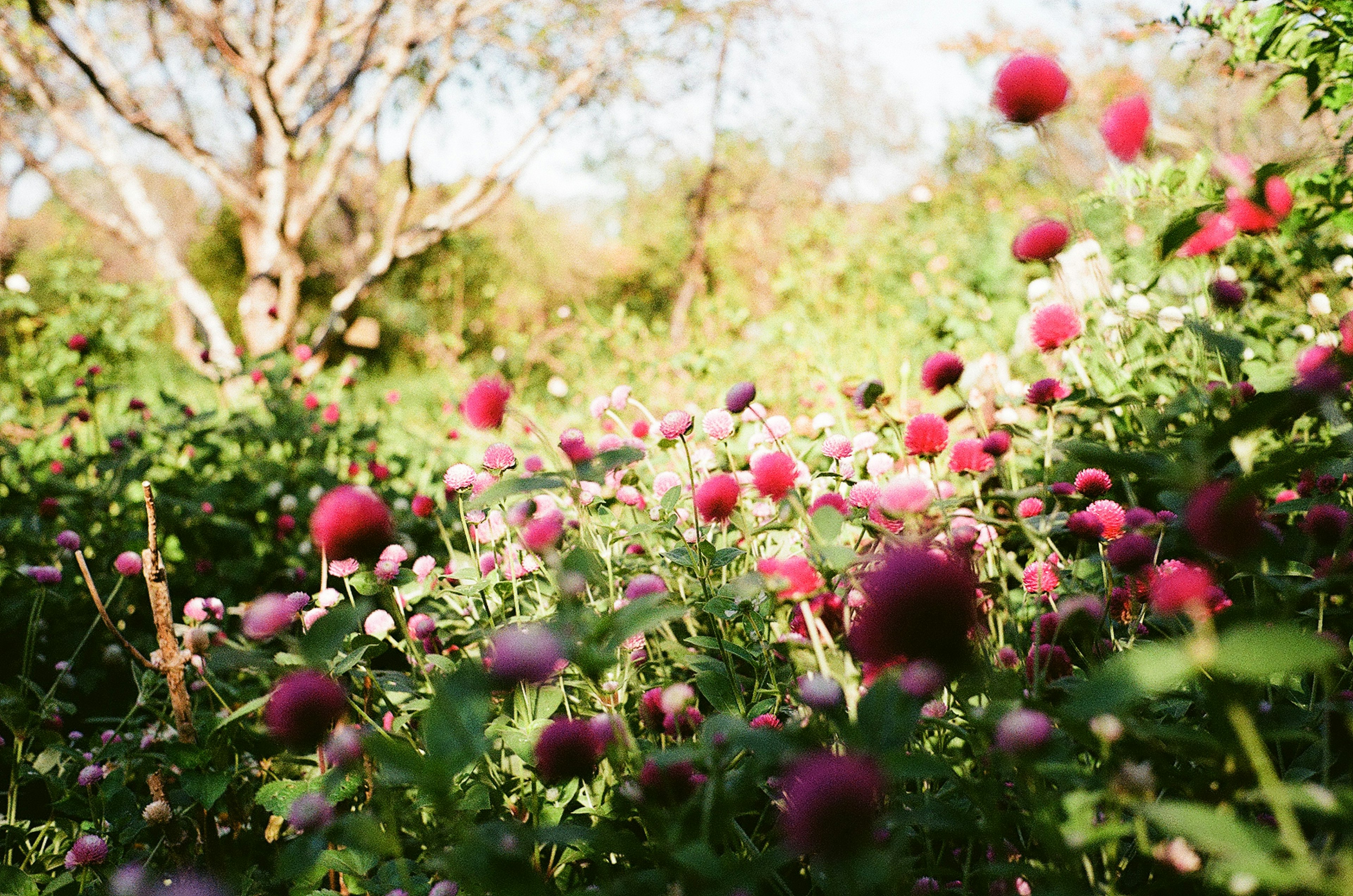 色とりどりの花が咲く緑豊かな風景