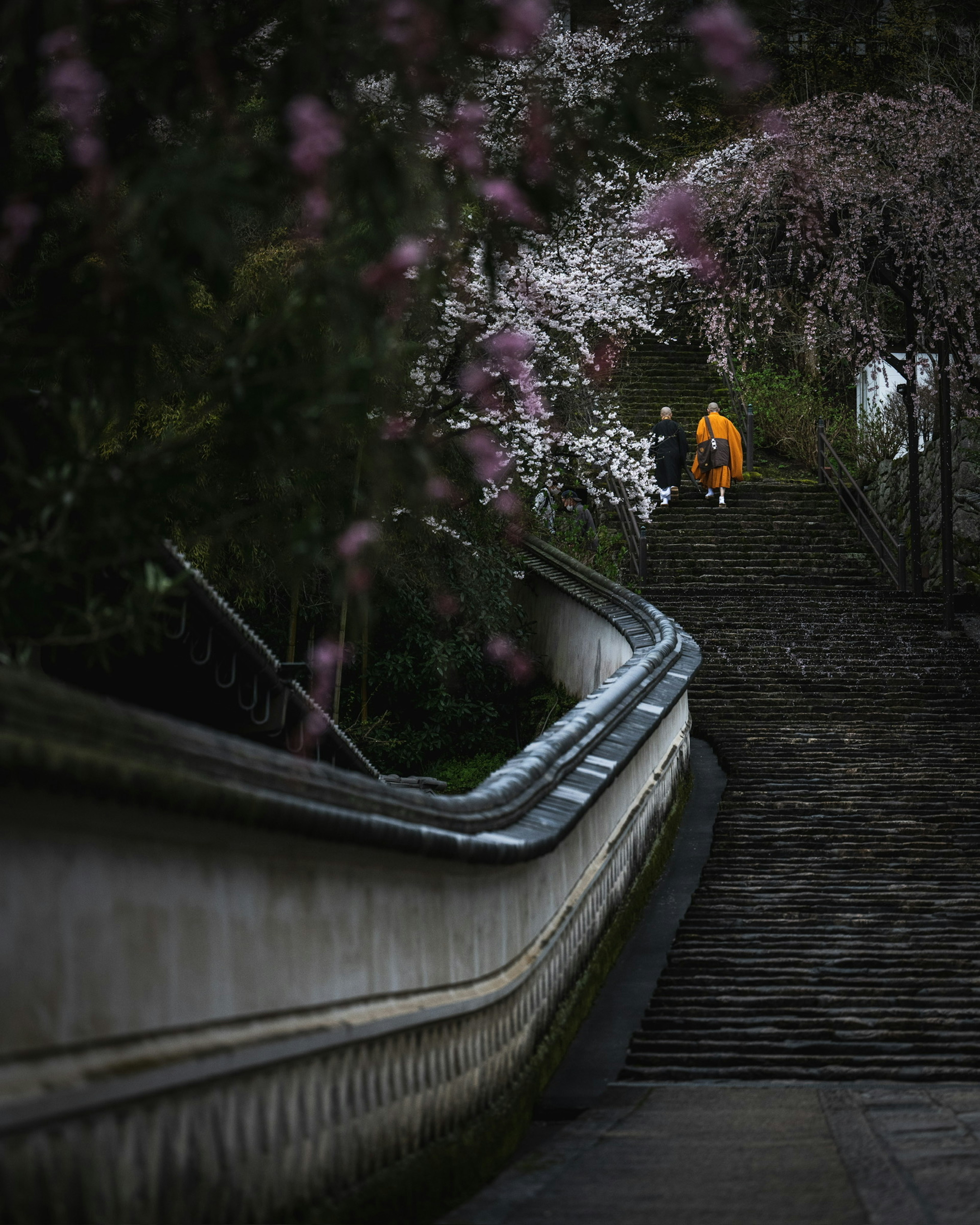 Mönch in gelbem Gewand, der steinerne Treppen mit Kirschblüten hinaufgeht