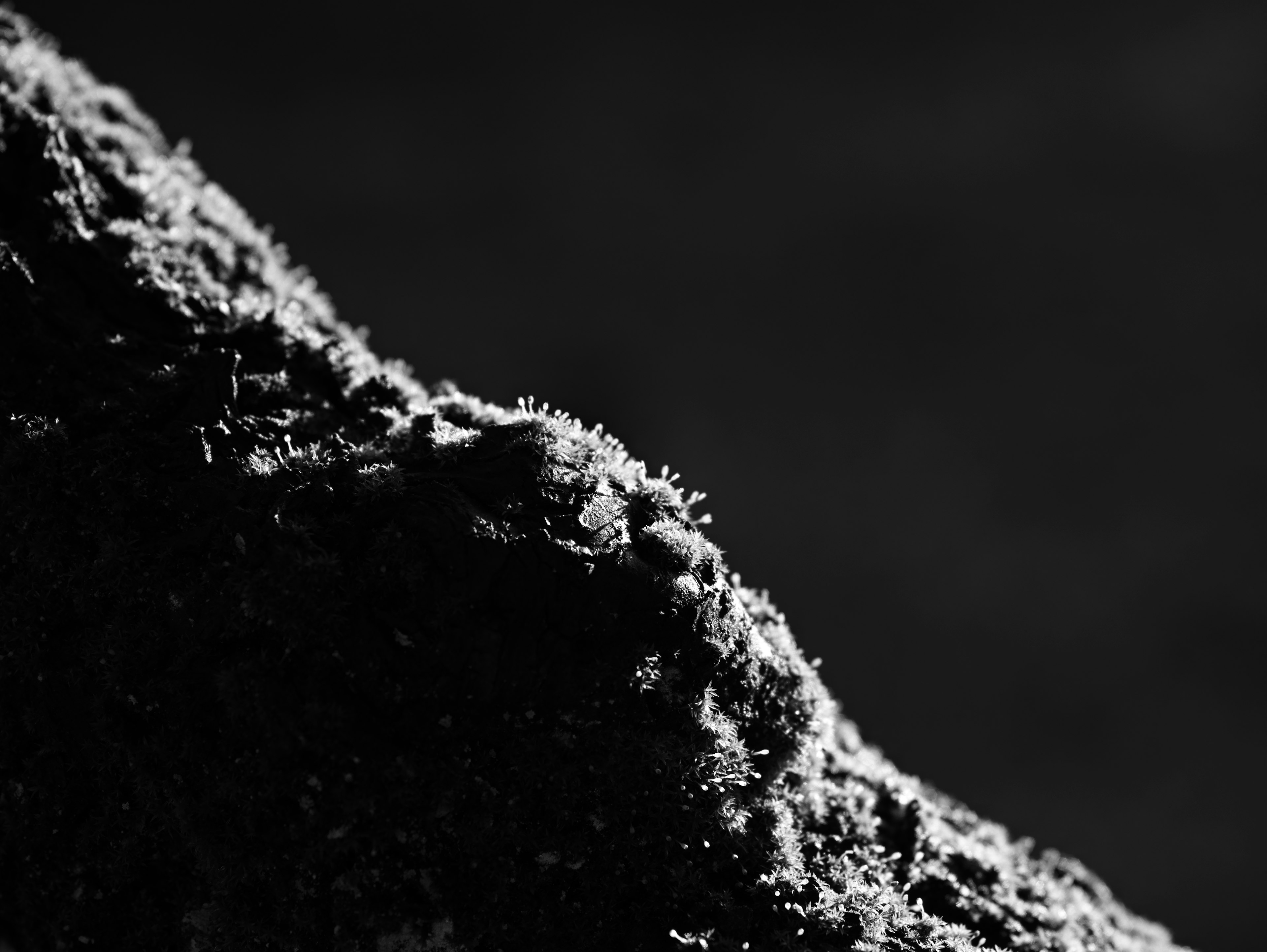 Gros plan d'une roche couverte de mousse en noir et blanc