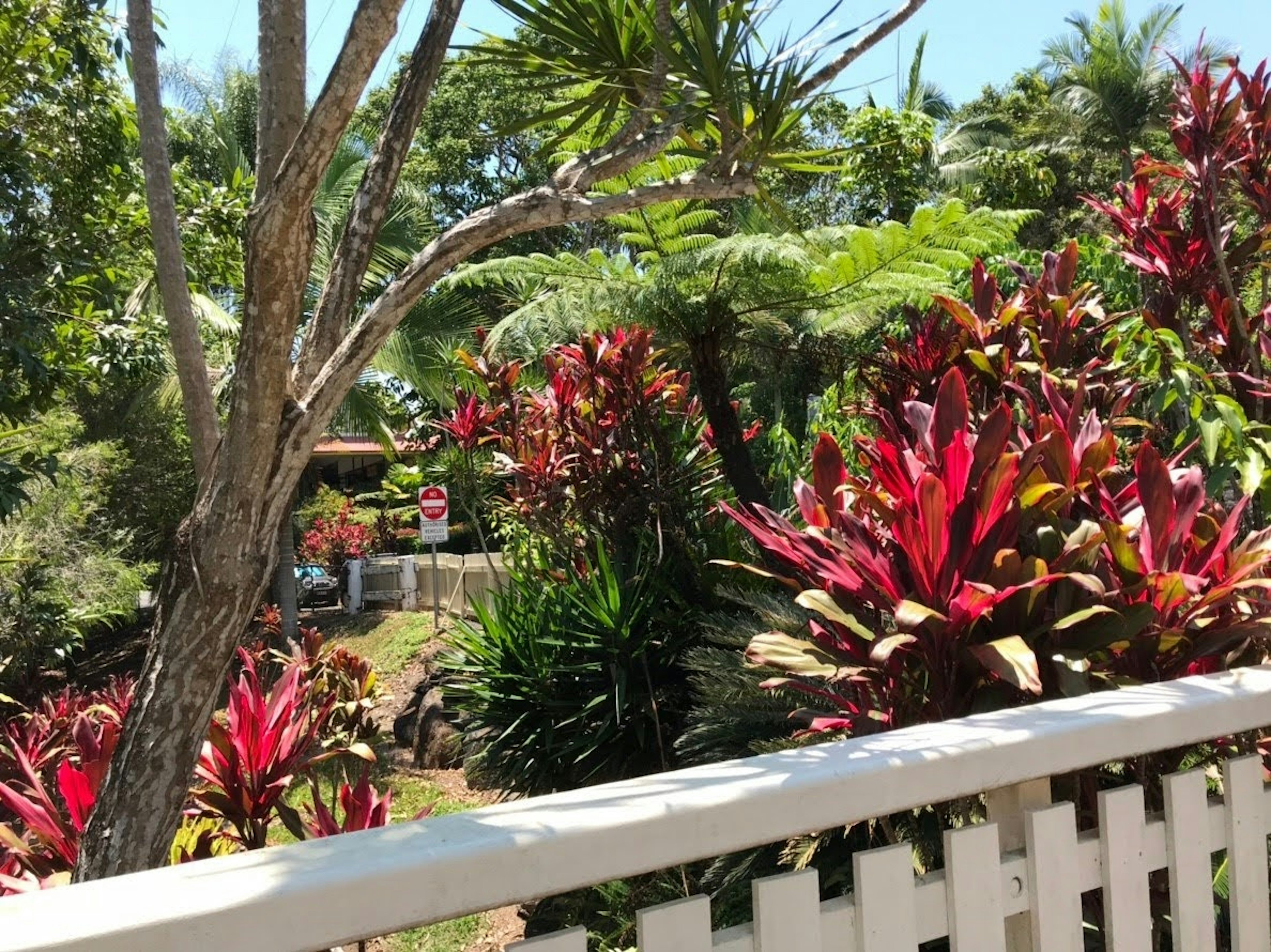 Plantes tropicales colorées et arbres vus d'un balcon