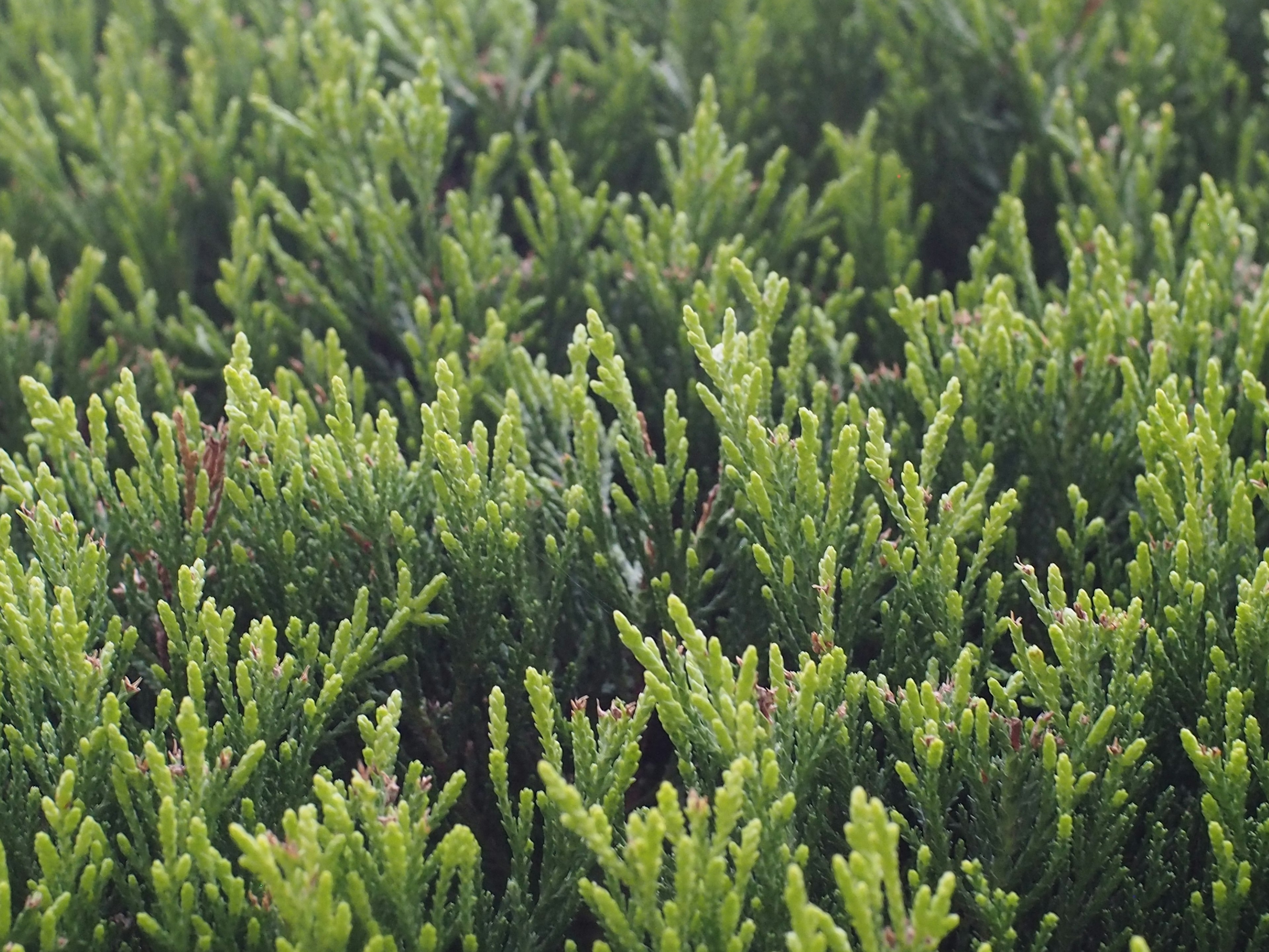 Close-up of dense green foliage of shrubs