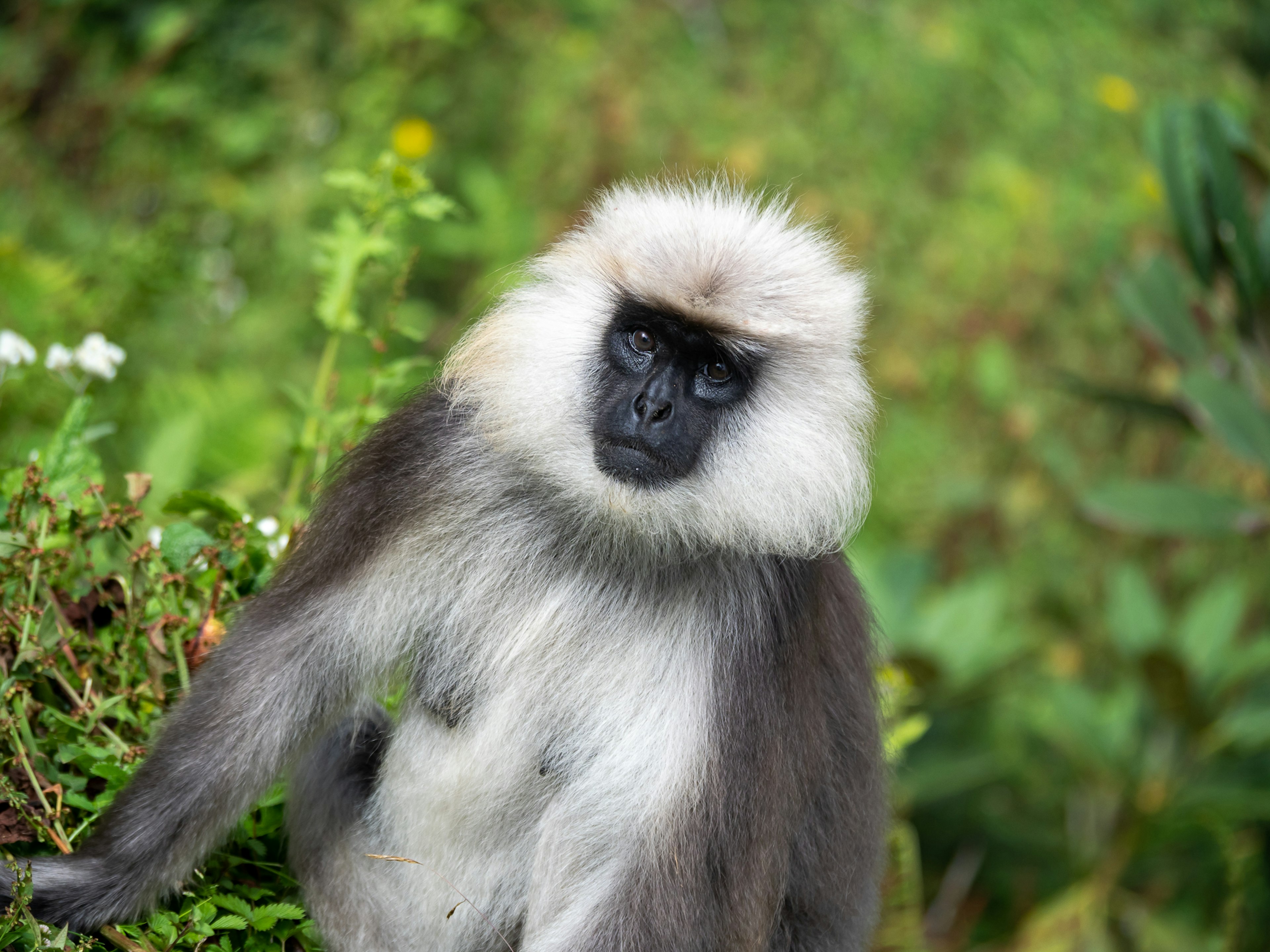 Singe avec une fourrure blanche sur la tête assis sur un fond vert