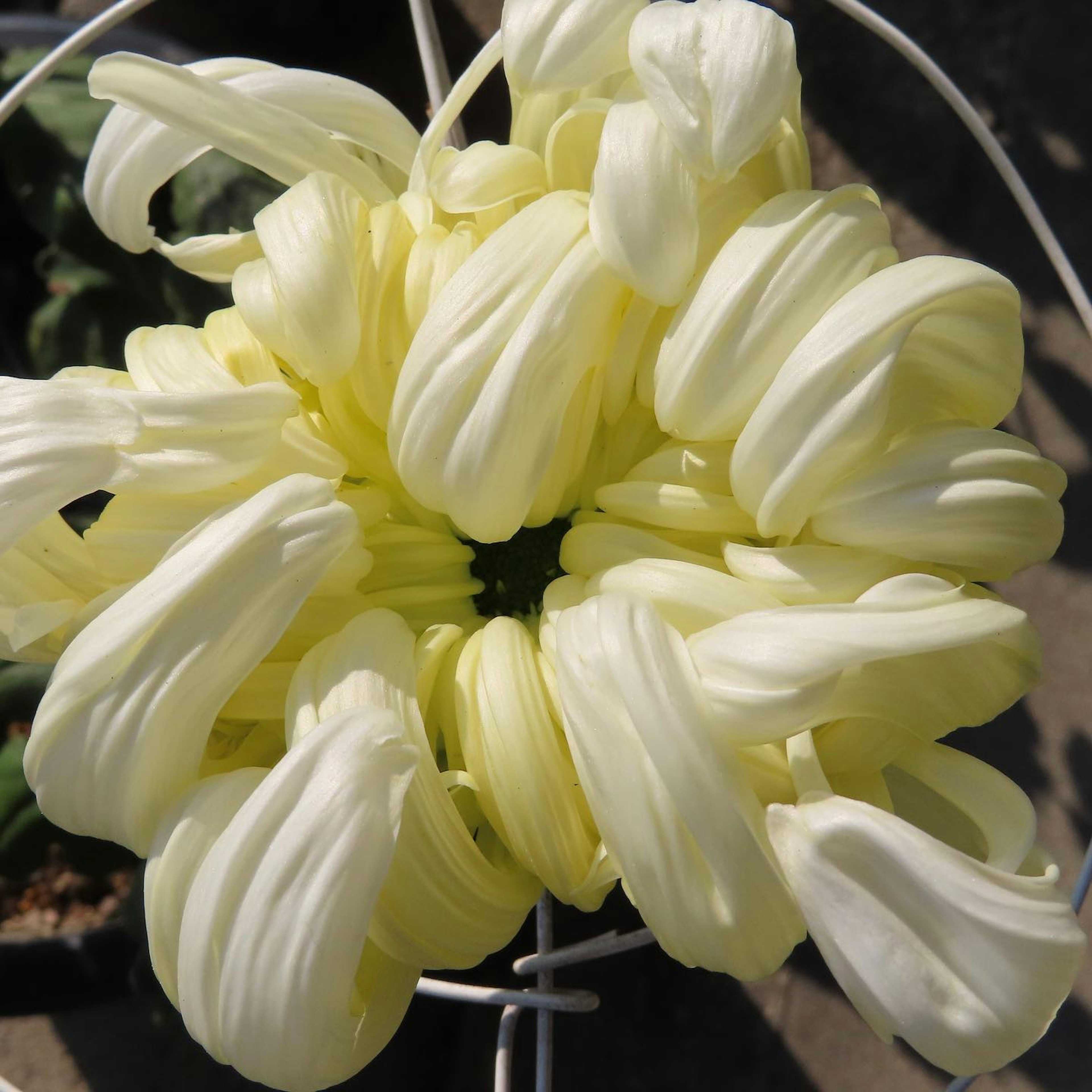 Gros plan d'une fleur jaune avec des pétales allongés dans une forme unique