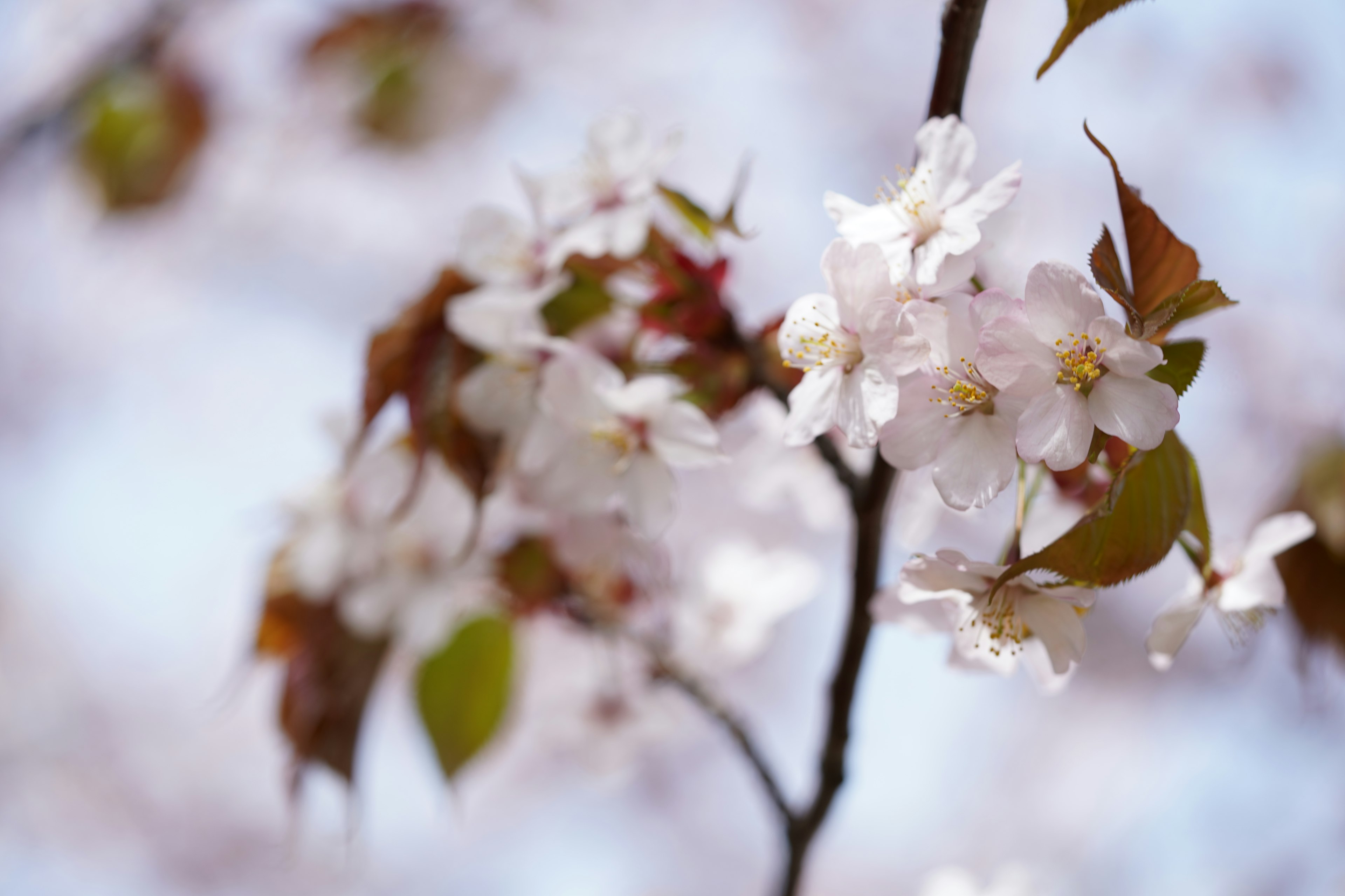 Close-up of cherry blossoms and leaves