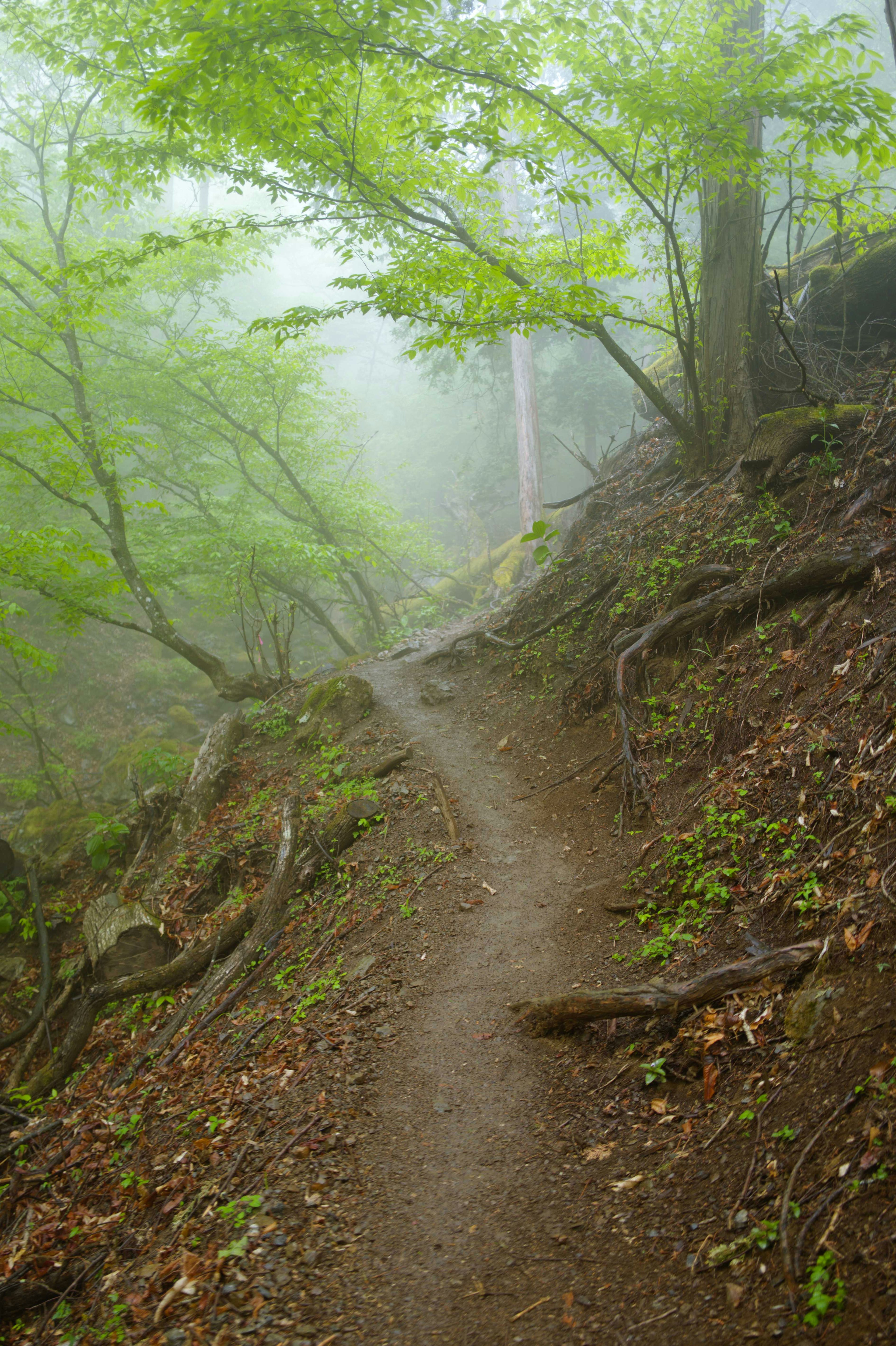 Winding path through a misty forest with lush green trees