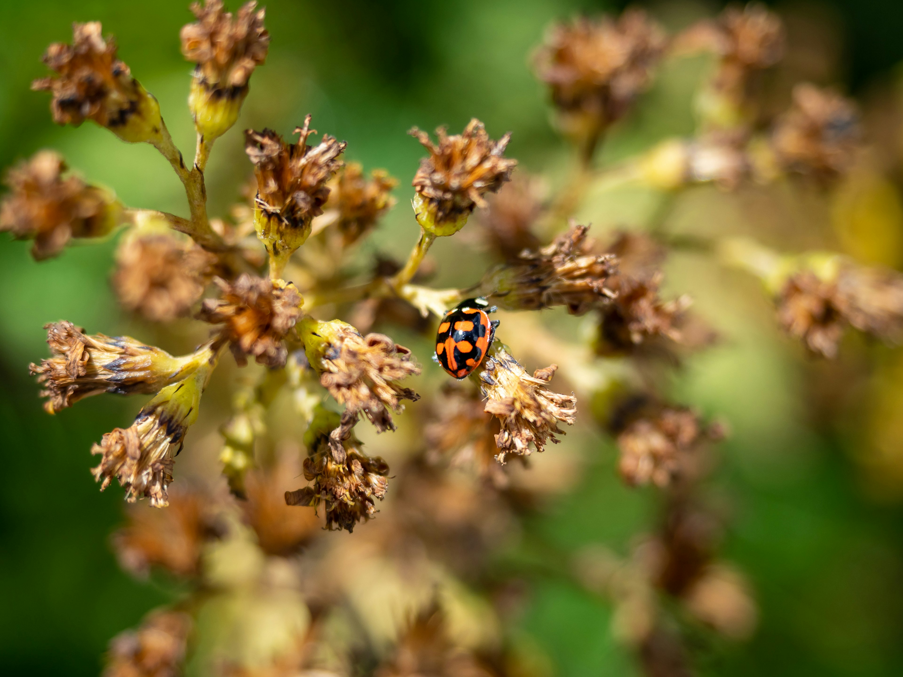 A small insect perched on a flower bud with blurred background