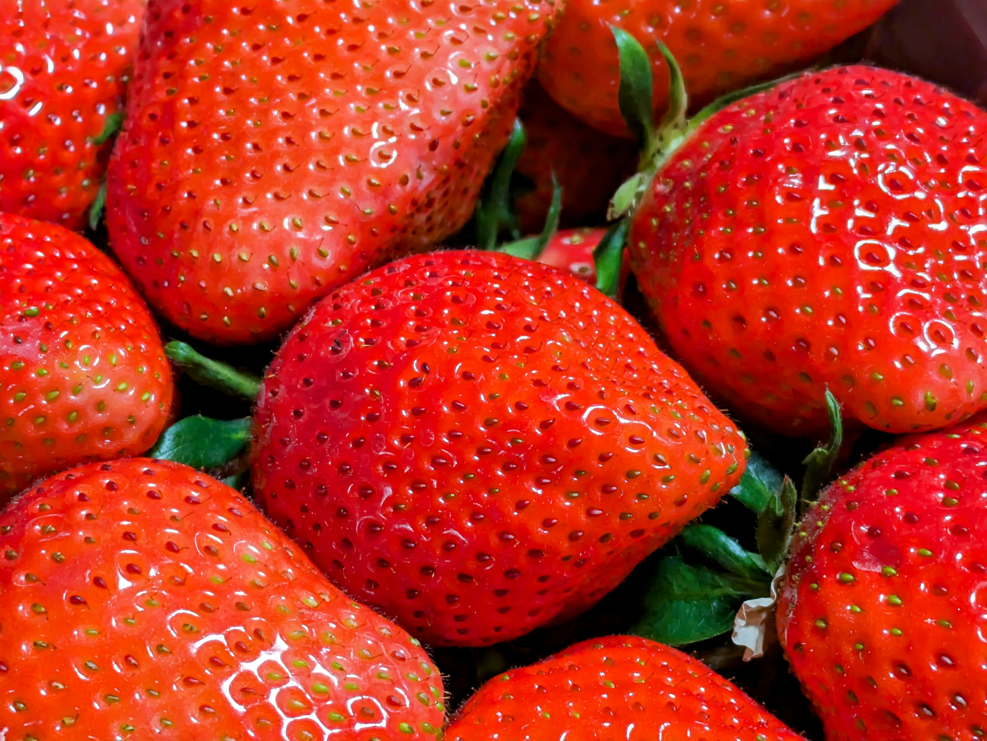 Gros plan de fraises fraîches montrant une couleur rouge vif et des feuilles vertes