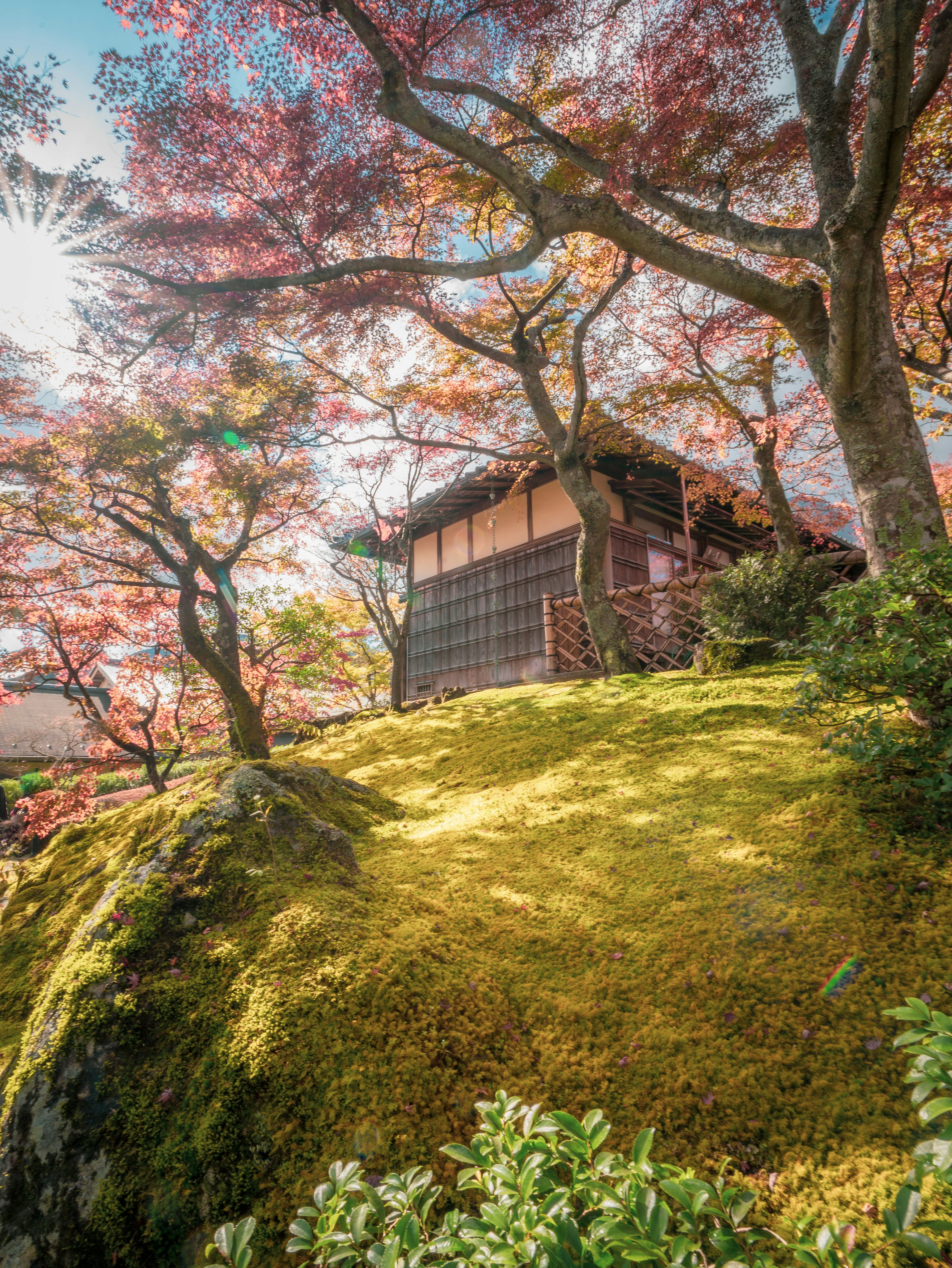 Maison japonaise traditionnelle entourée de beaux cerisiers en fleurs et d'une colline verte couverte de mousse