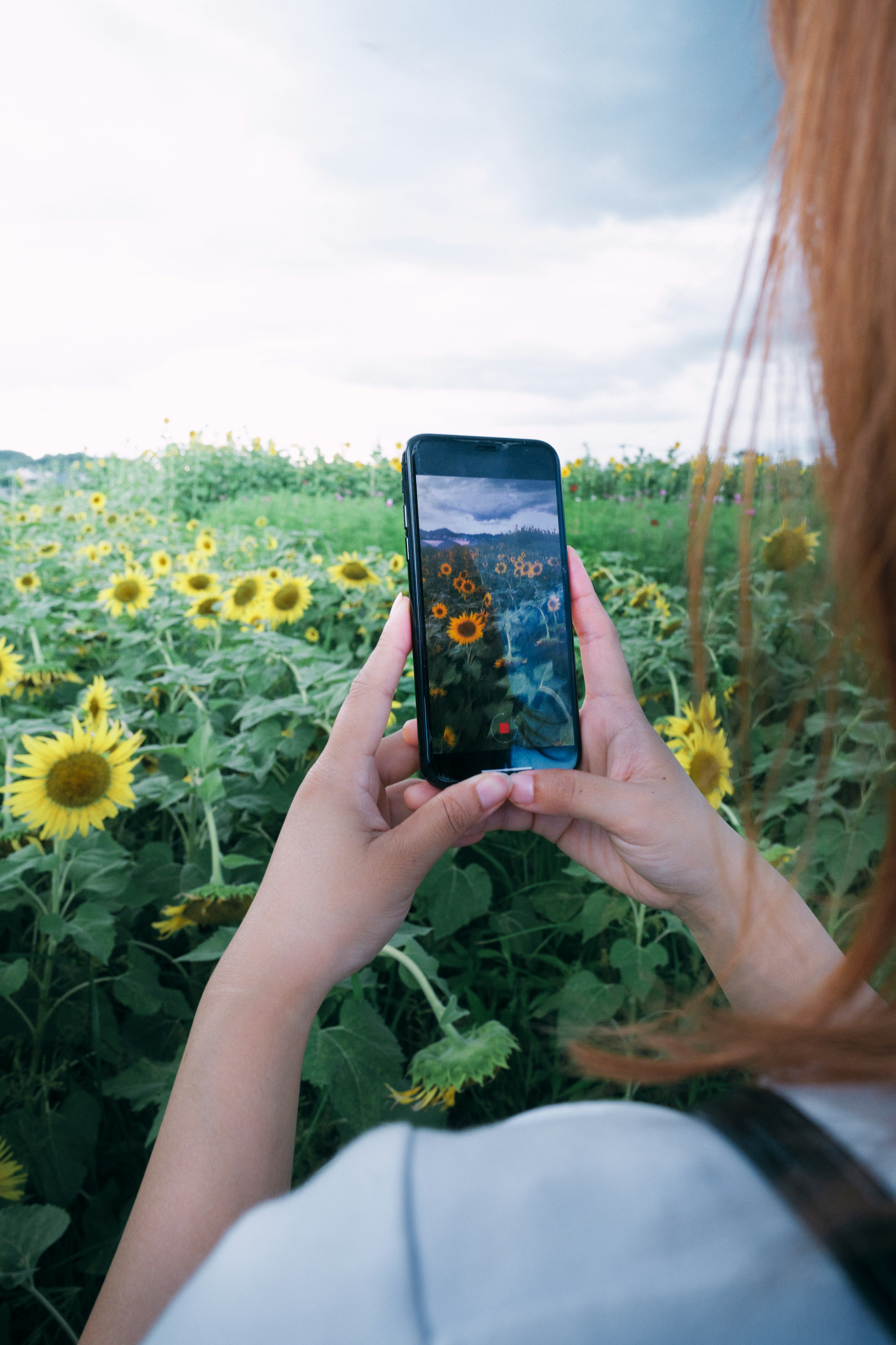 Wanita memegang smartphone di ladang bunga matahari