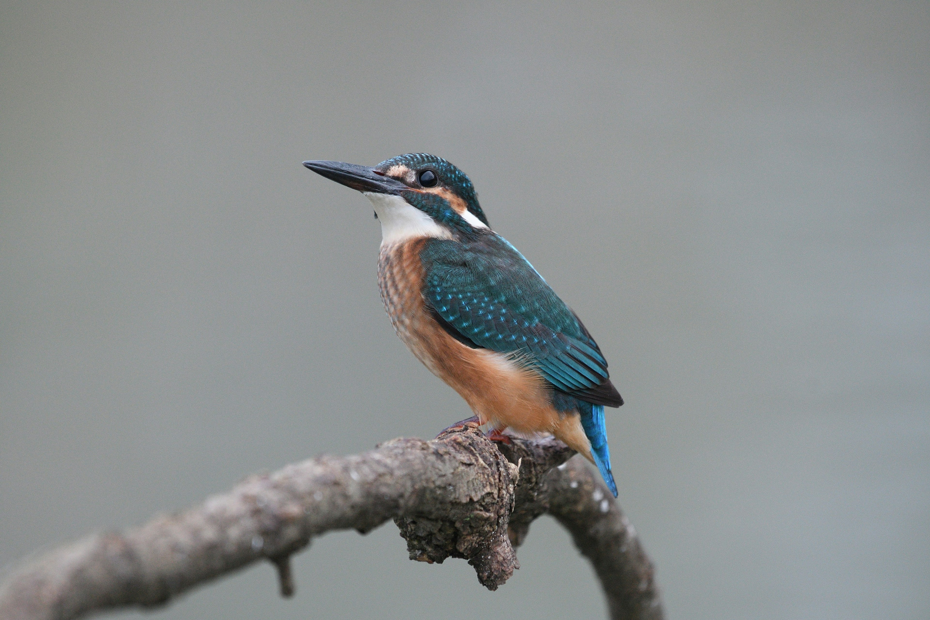 Un martin pescatore con piume blu appollaiato su un ramo