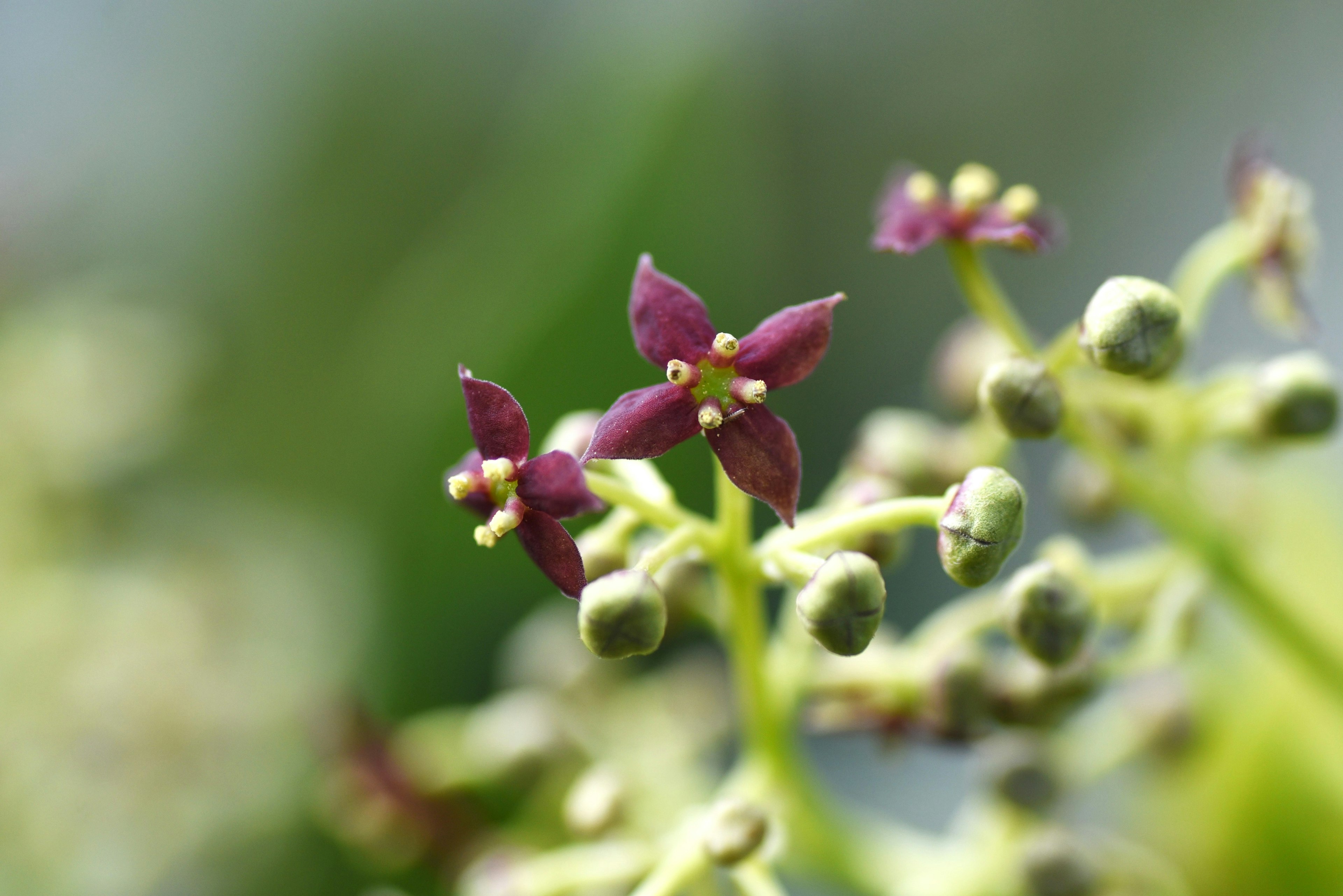 Gros plan de petites fleurs violettes et de bourgeons sur une plante