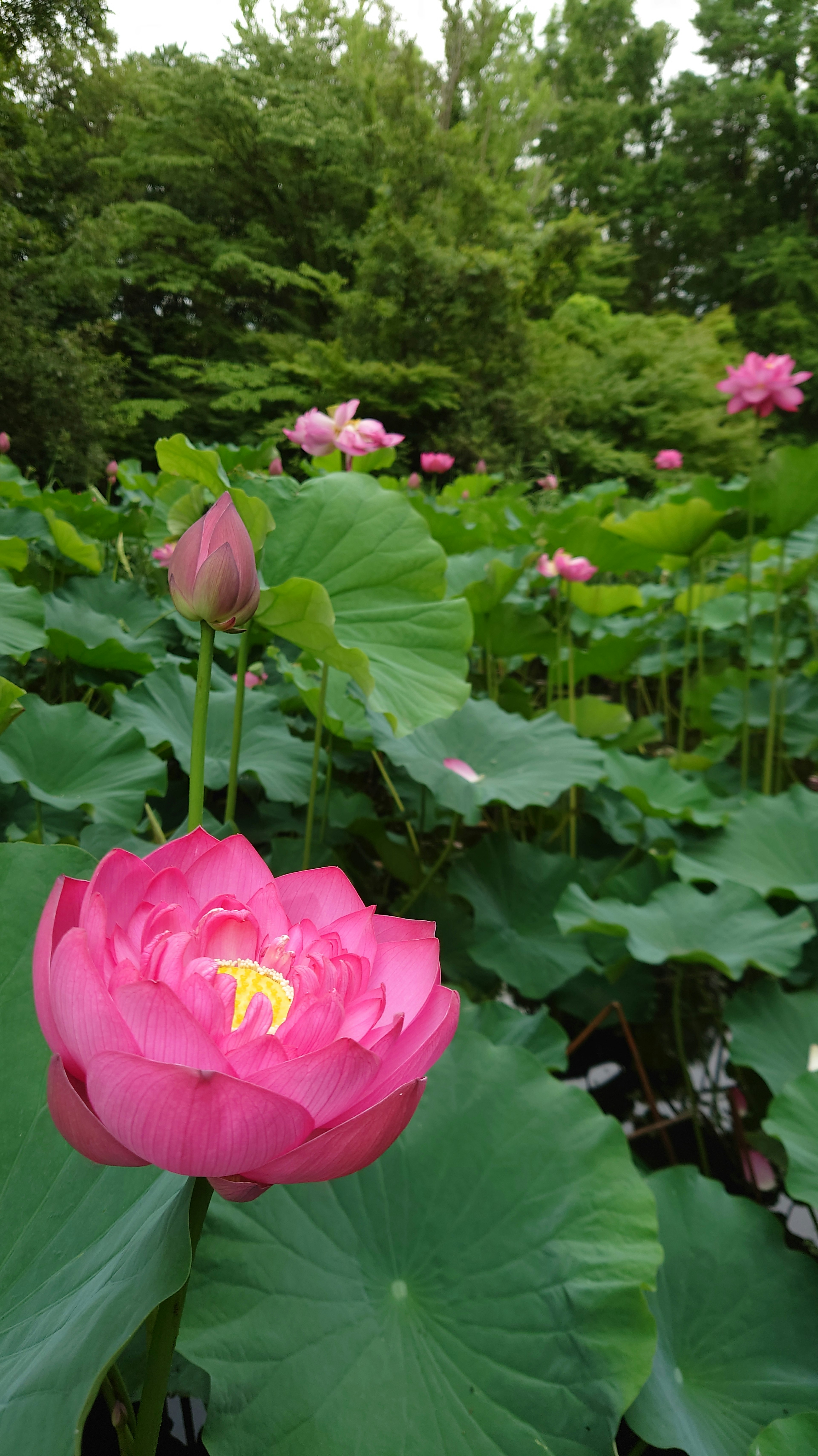 A beautiful scene of pink lotus flowers and green leaves in a pond