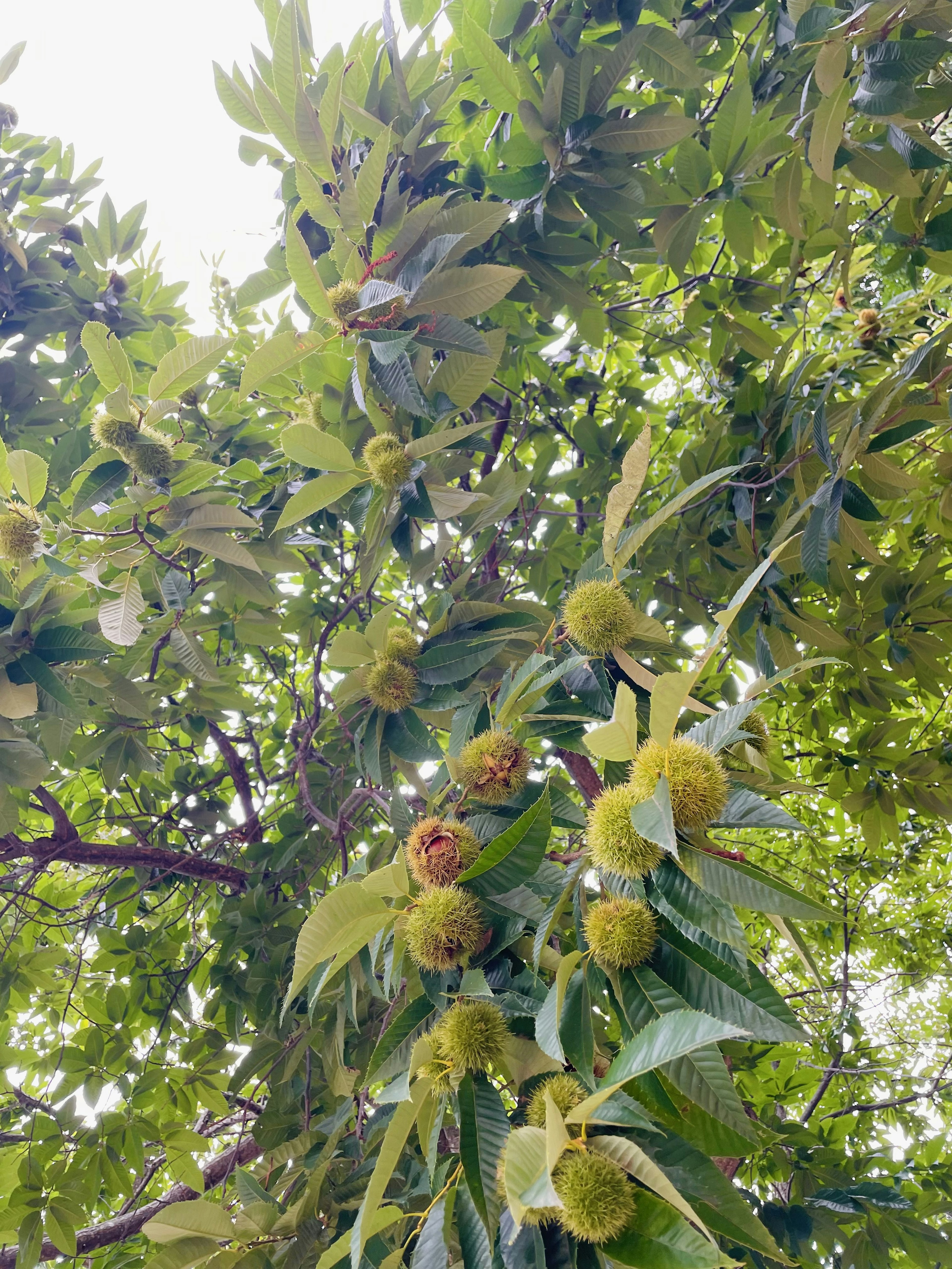 Image of a fruiting tree branch surrounded by green leaves