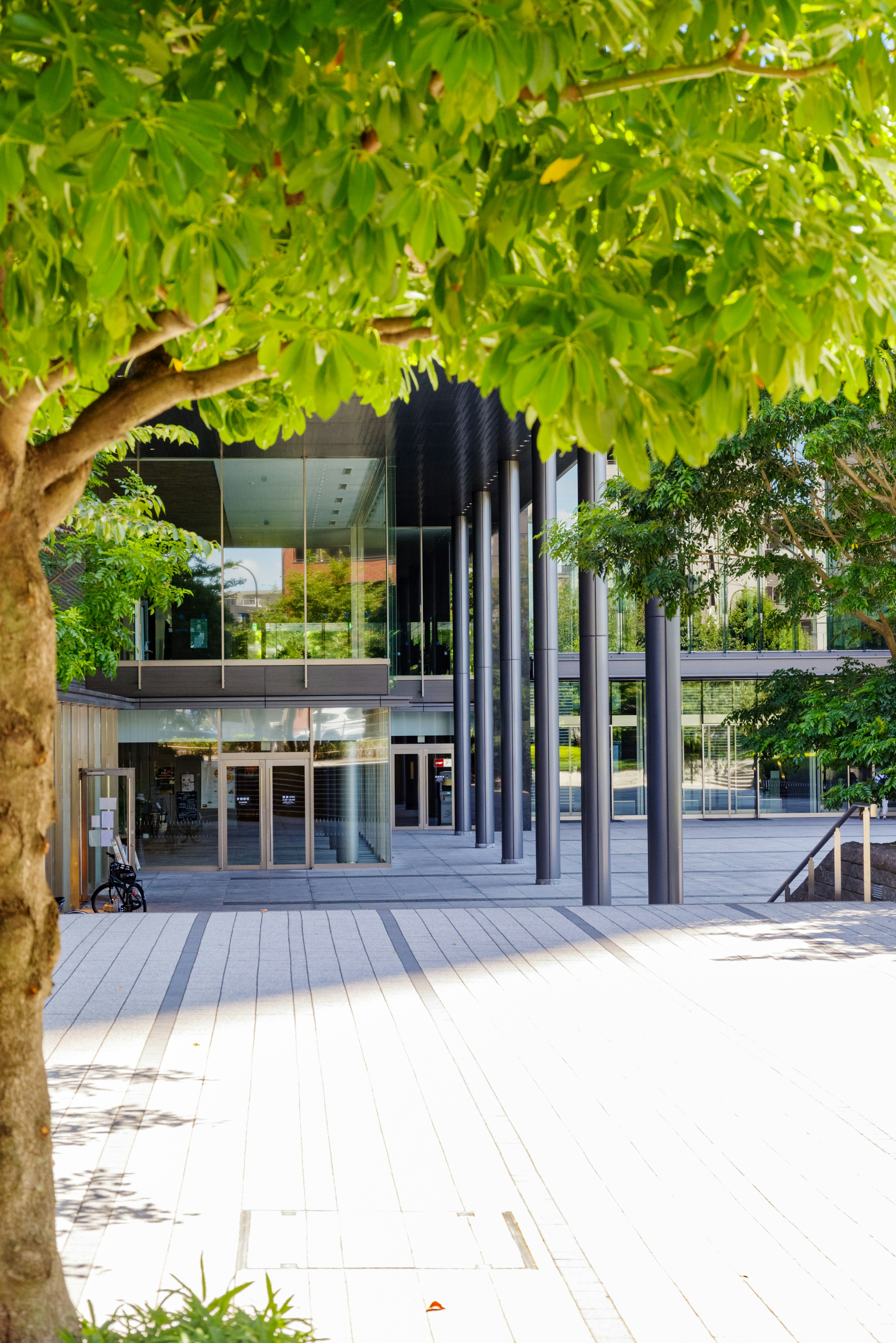 Una vista que muestra un árbol con hojas verdes y la entrada de un edificio moderno