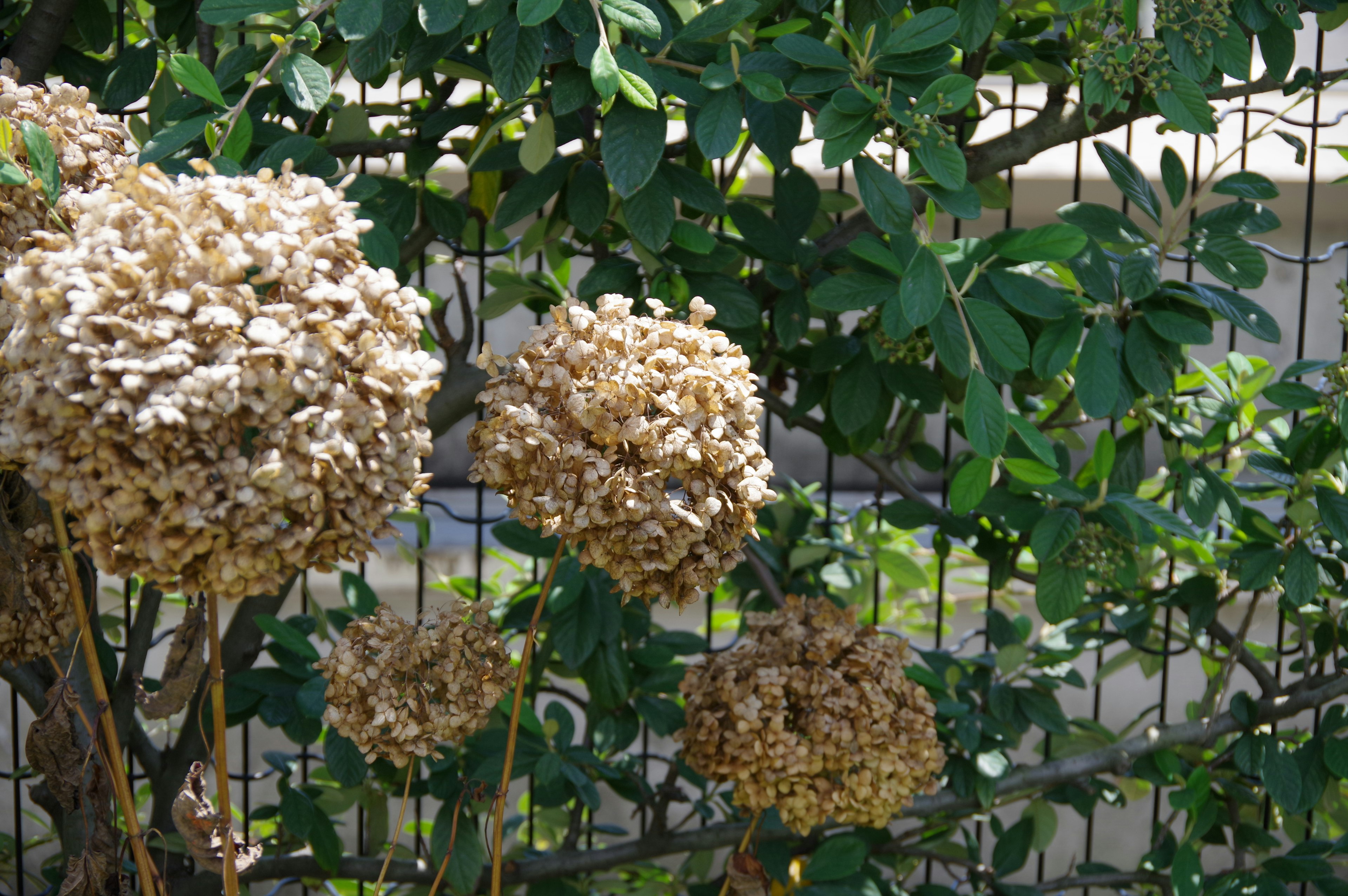 Groupe de têtes de fleurs sèches sur fond de feuilles vertes