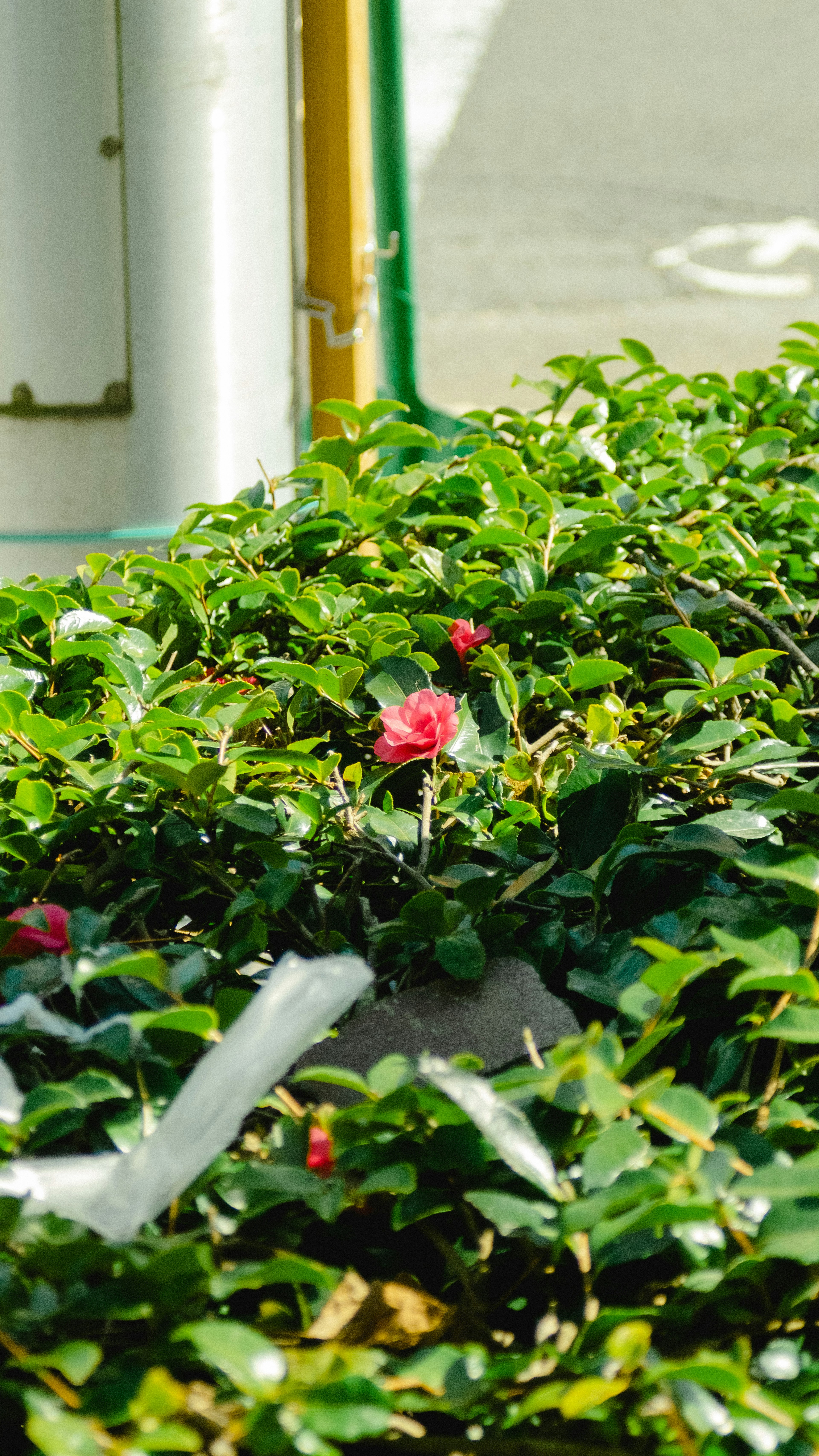 緑の葉の中に赤い花が見える植物のクローズアップ