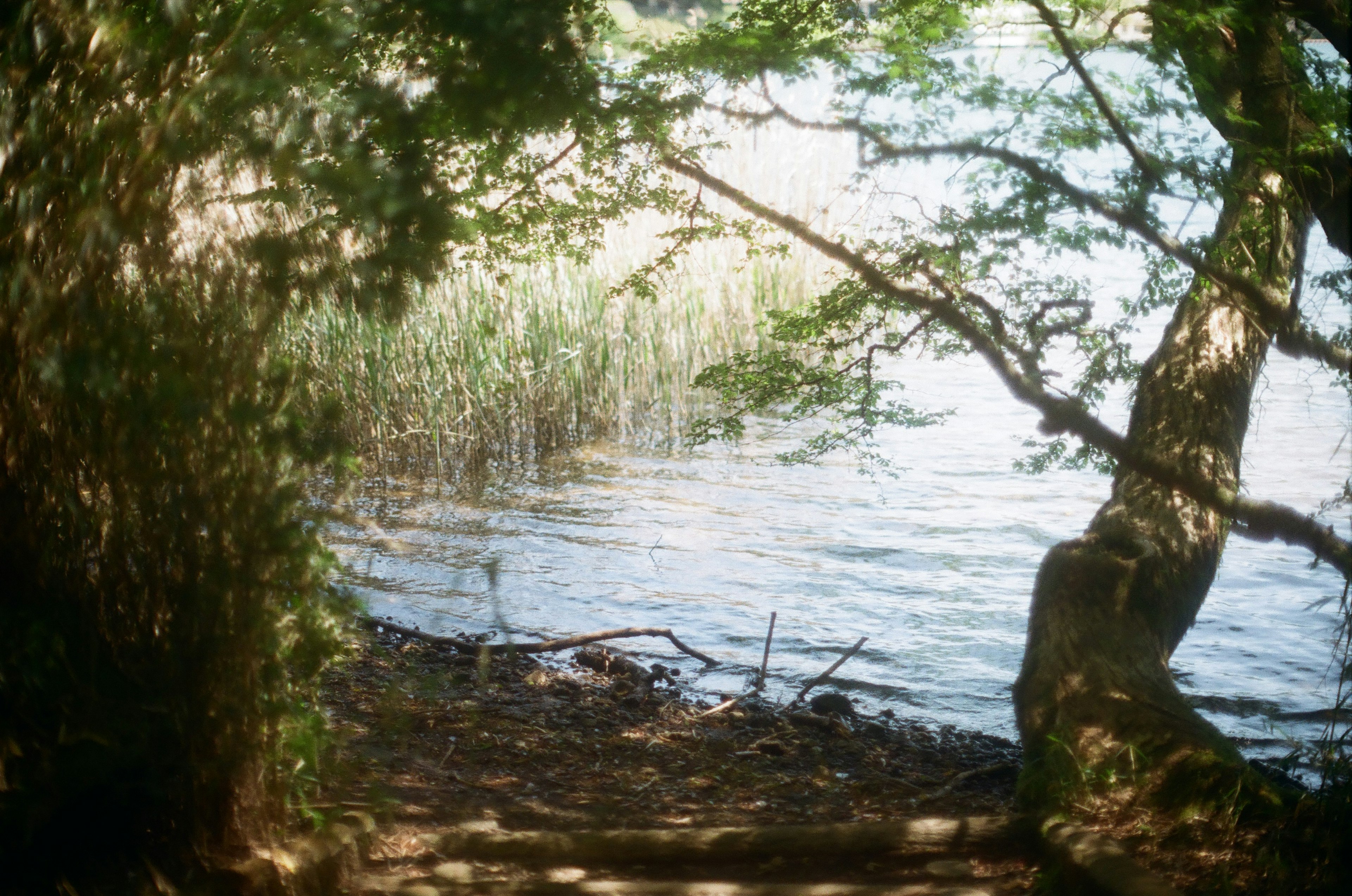 Eine ruhige Flusslandschaft, umrahmt von Bäumen mit ruhigem Wasser und grünem Gras