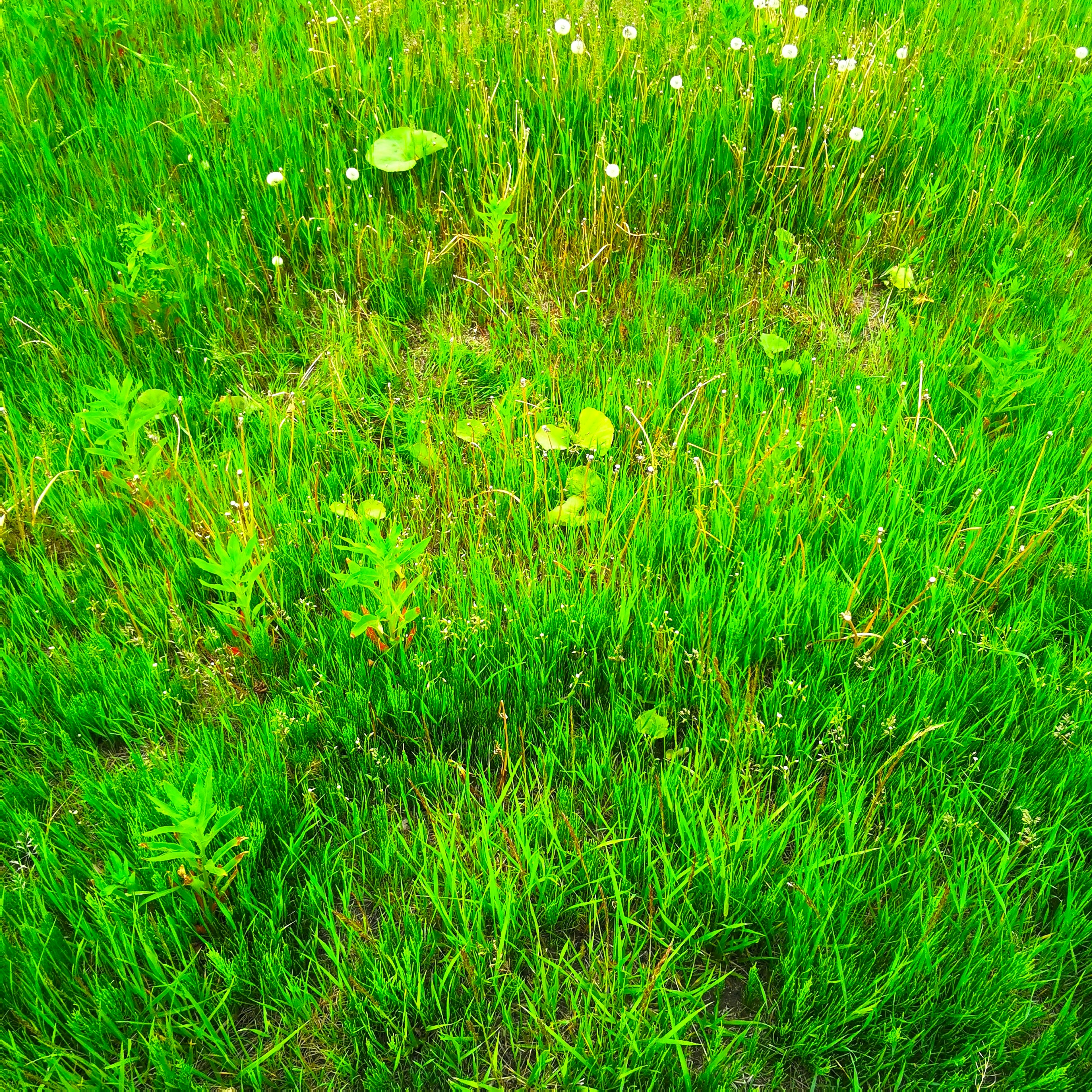 Green grass with small white flowers and patches of foliage