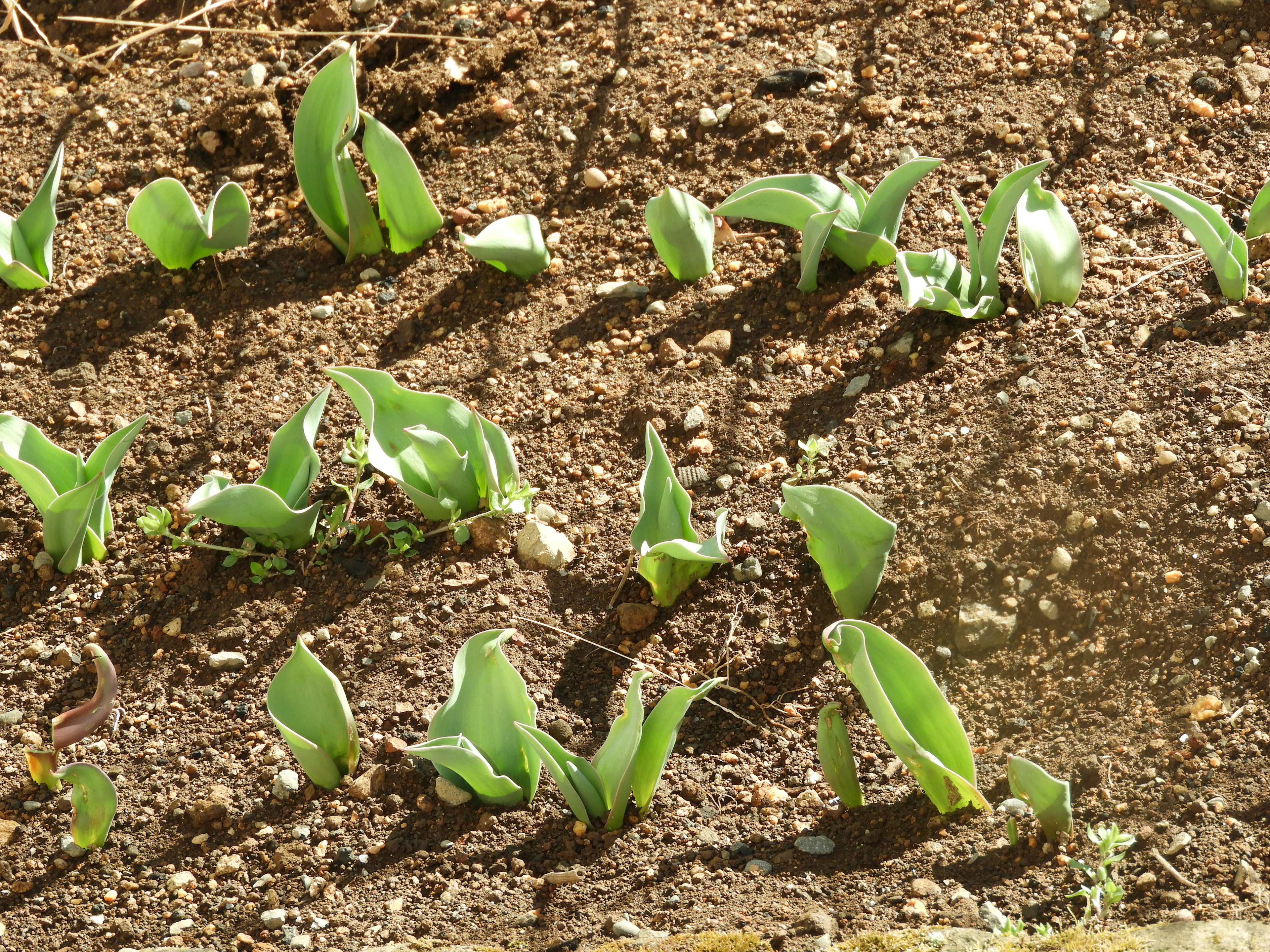 Green tulip sprouts emerging from rich soil