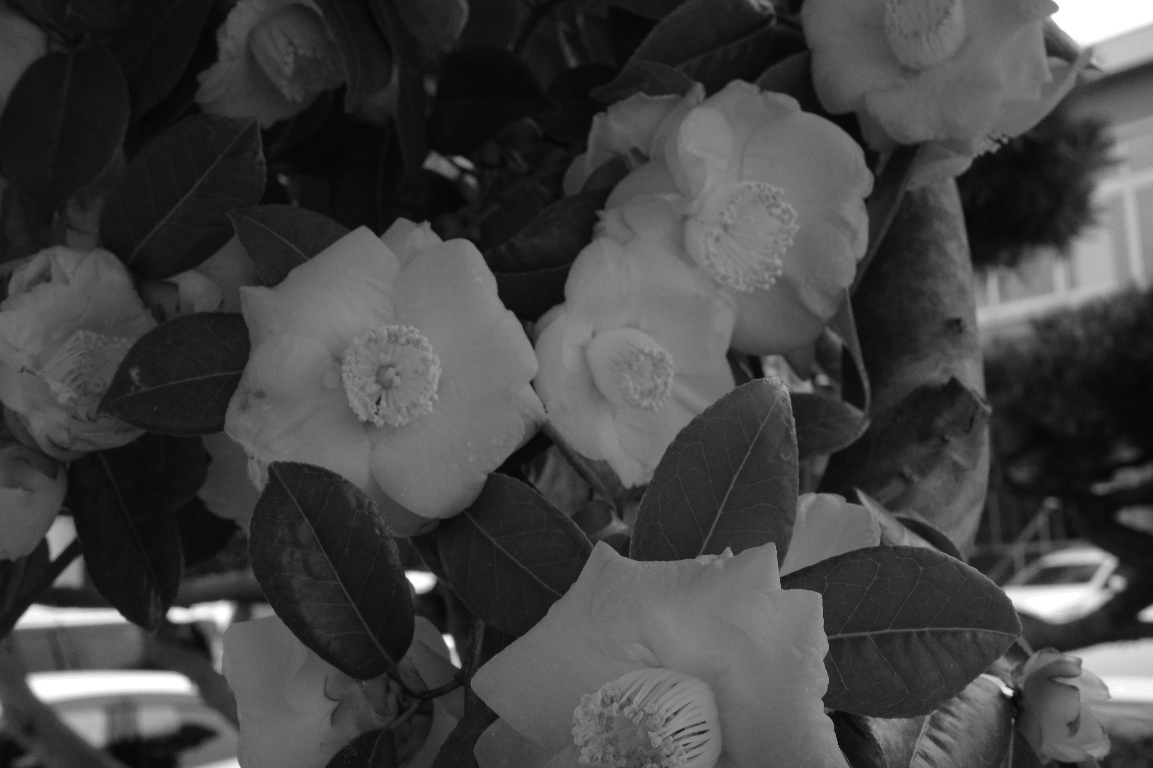 Camelia tree with white flowers and green leaves