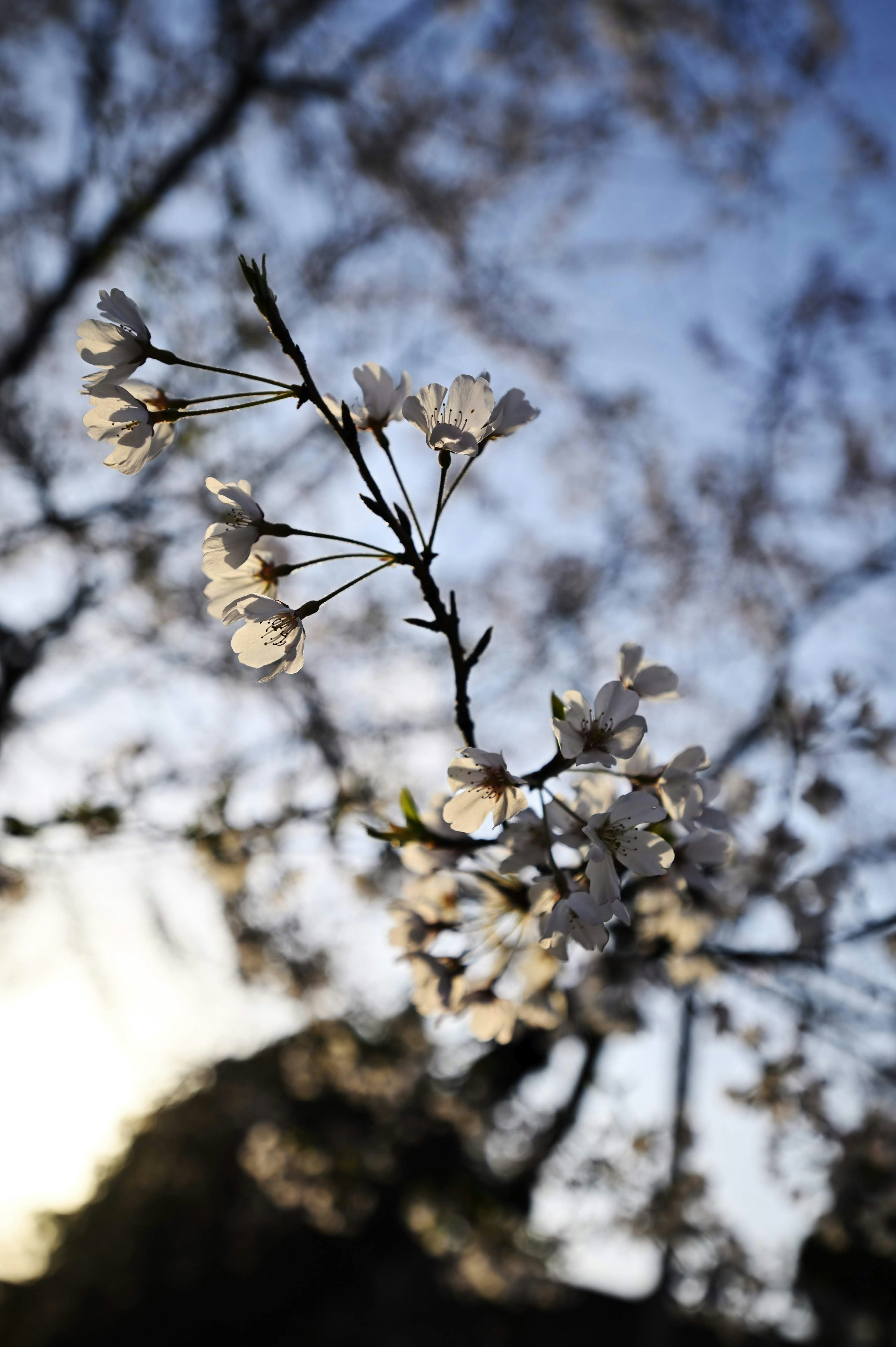 背景に夕日がある桜の花のクローズアップ