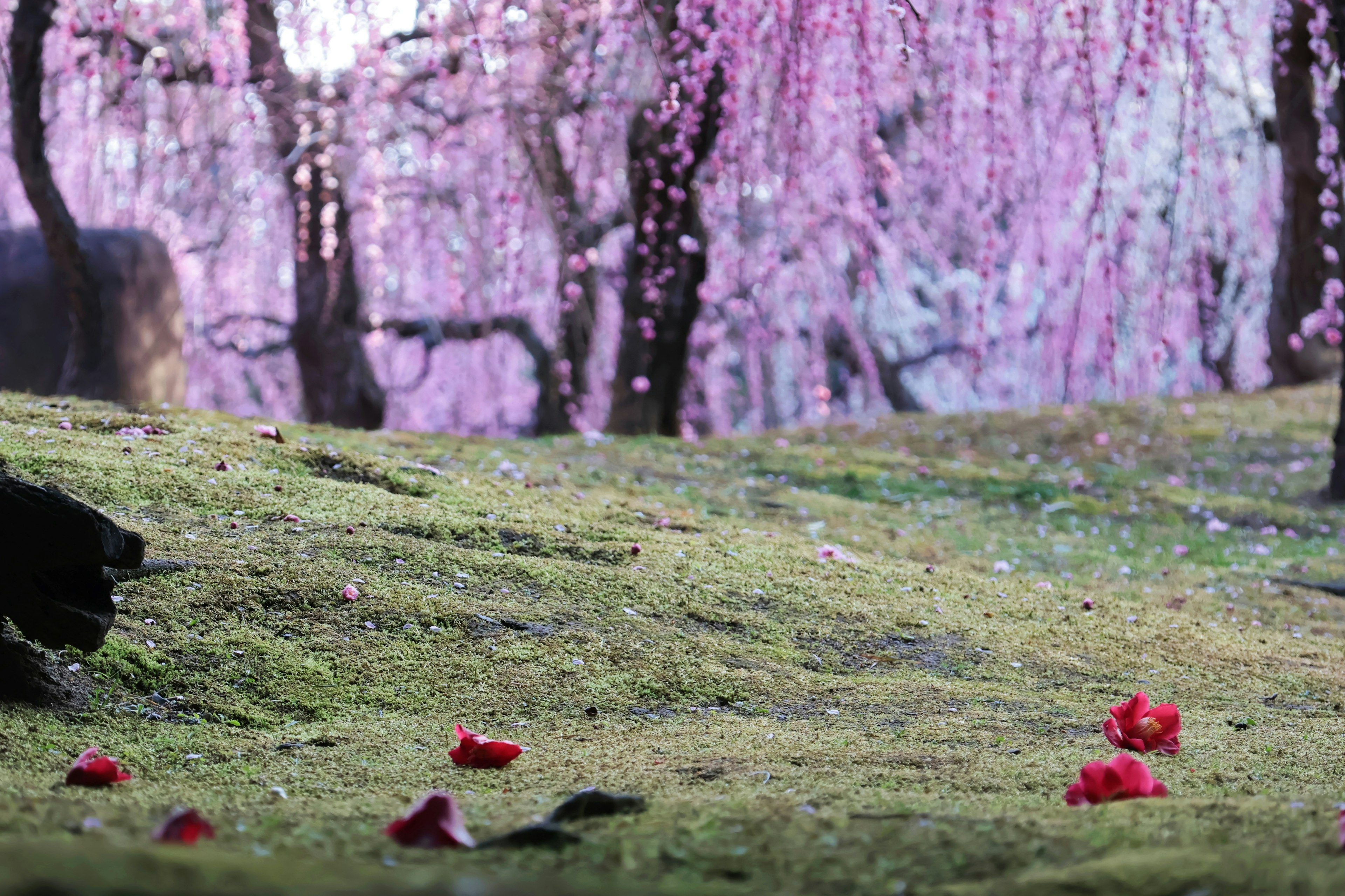 Green grass field with scattered red petals and cherry blossom trees in the background