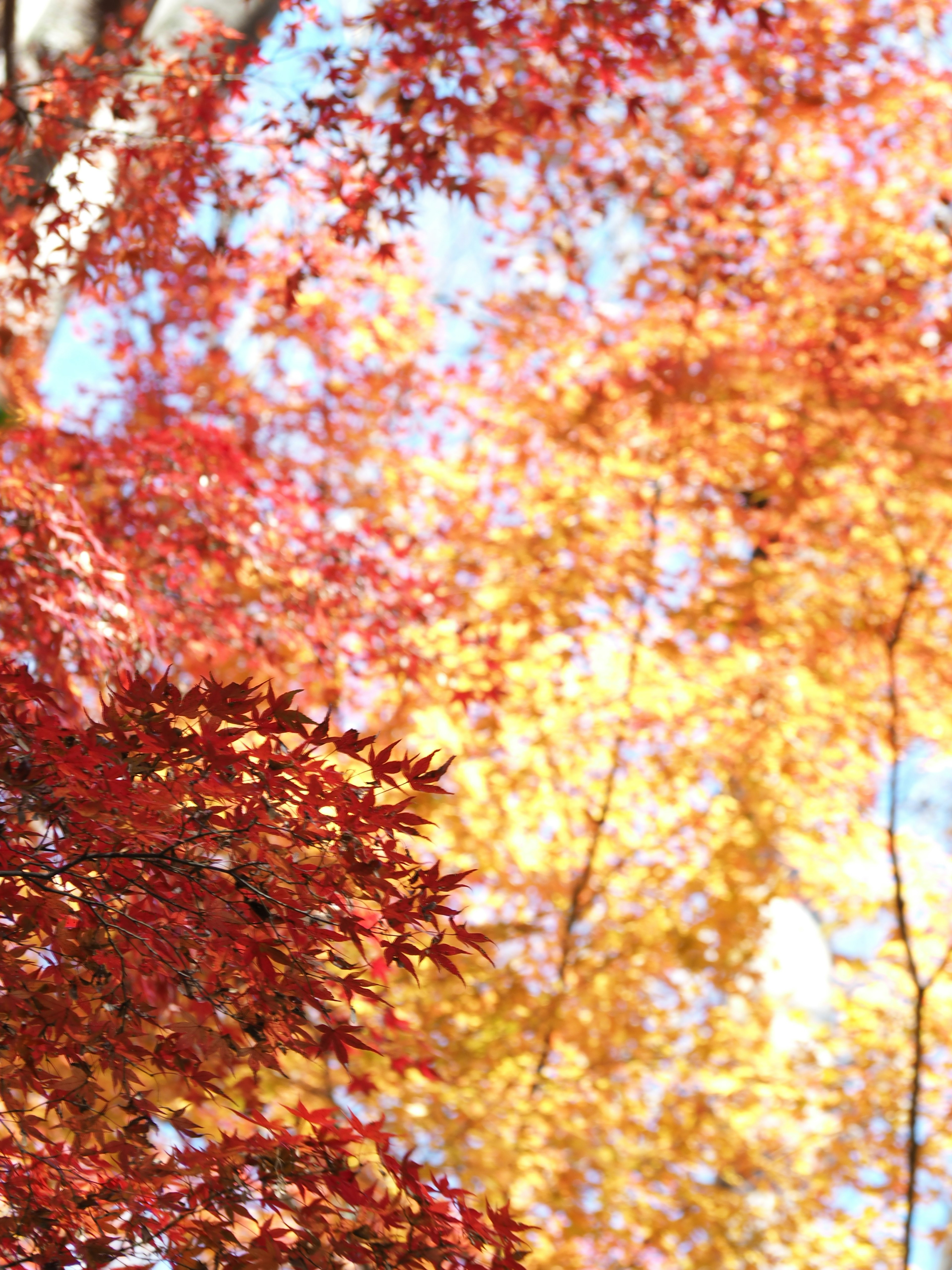 Hojas de otoño vibrantes en tonos rojos y amarillos en árboles