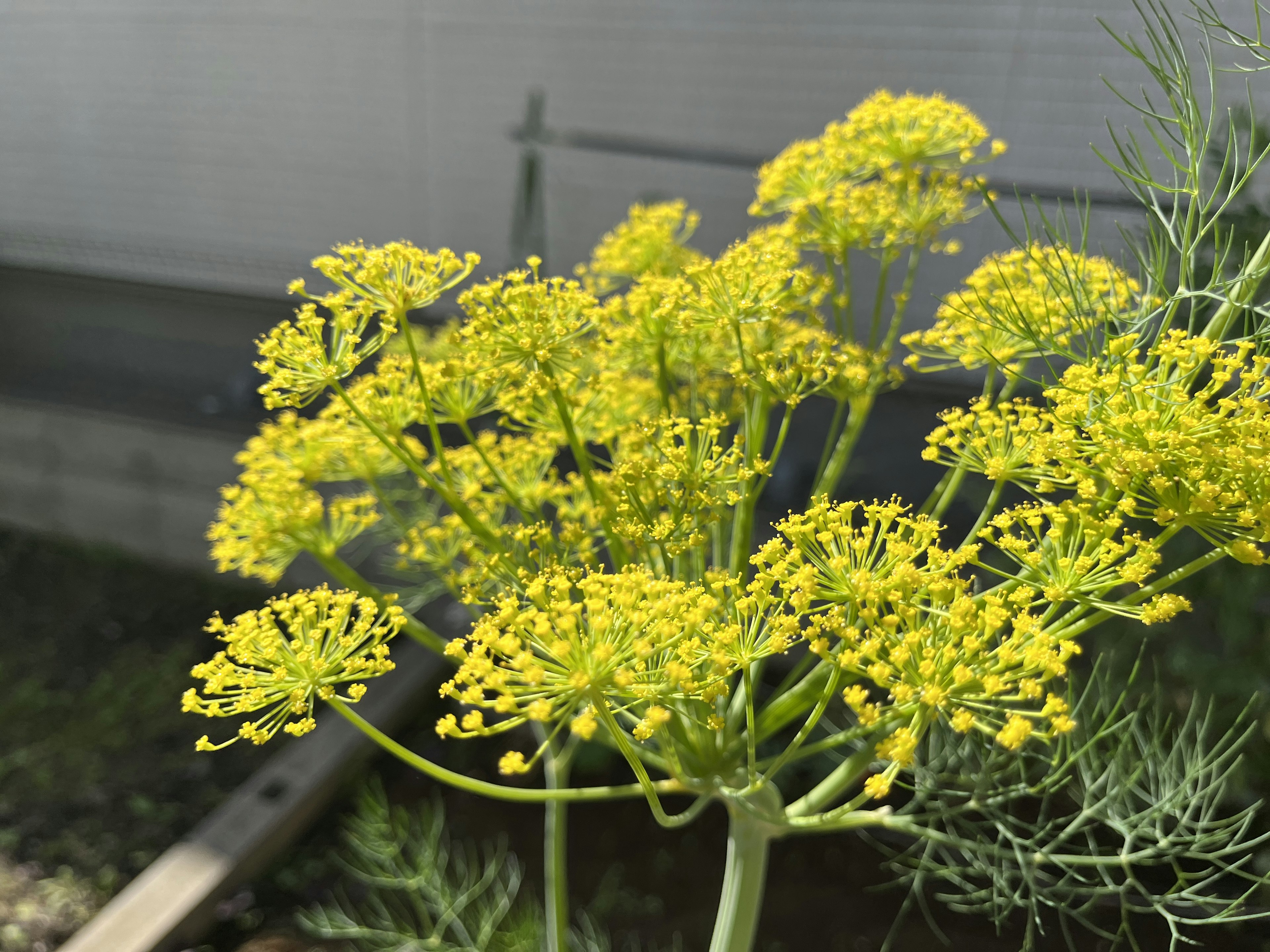 Nahaufnahme einer Pflanze mit gelben Blumen